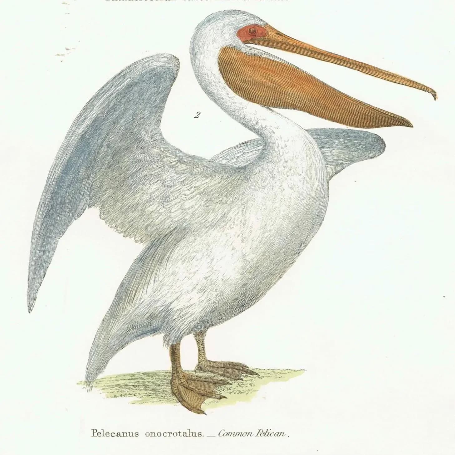 c.1880 Pelecanidae Print - Cormorant & Common Pelican - Hand Coloured Ornithology Art - 9.5 x 6.25 in