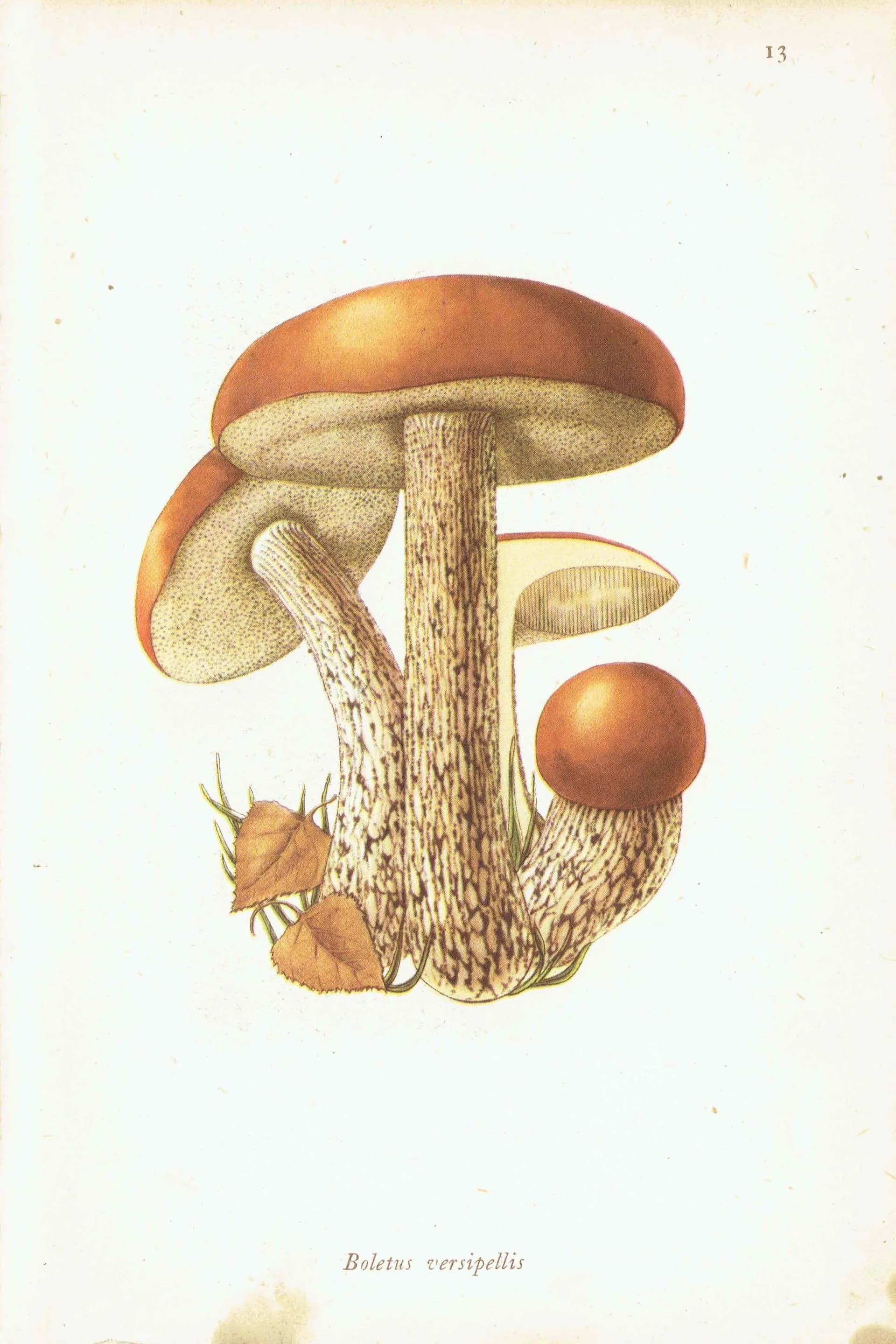 Vintage Mushroom Print - 1943 Ellenby Botanical Illustration