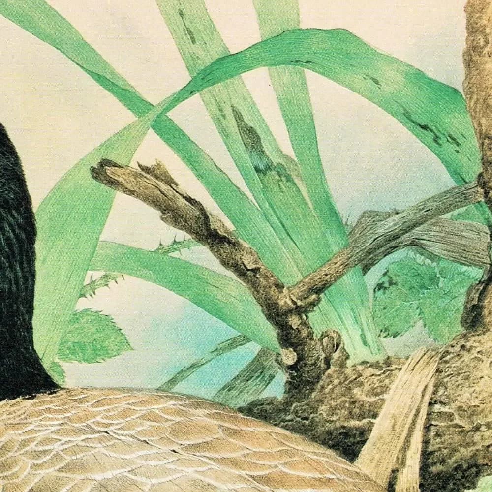 1981 Canada Goose Goslings Nest Original Vintage Print - Maurice Pledger Wildlife Art - Game Birds Book Illustration - 11.5 x 16.5 in