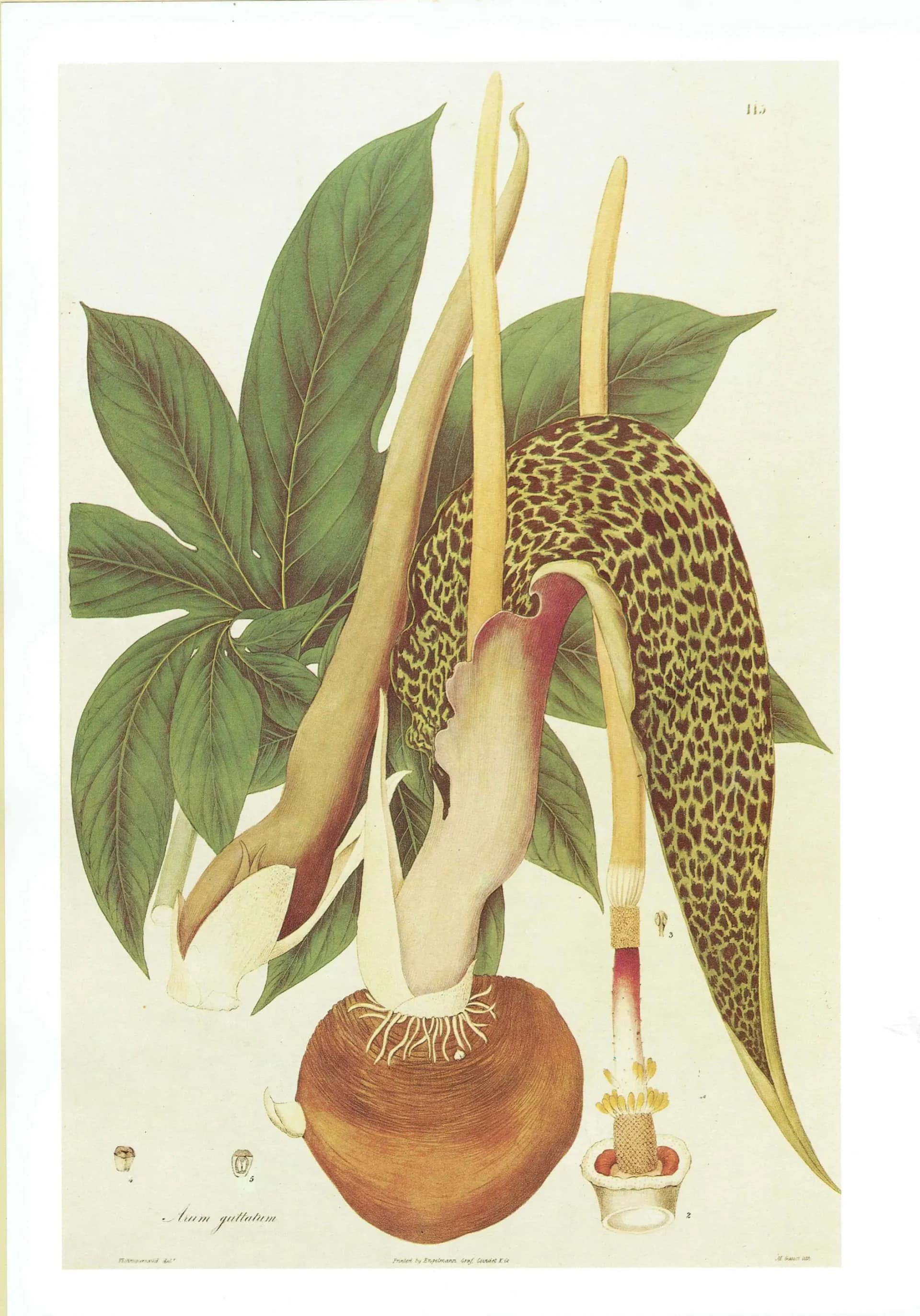 1984 Spotted Arum Lily - Original Vintage Botanical Print By Wallich - Arum Guttatum Plantae Exotic Flower Study Wall Art - 10 x 14 in