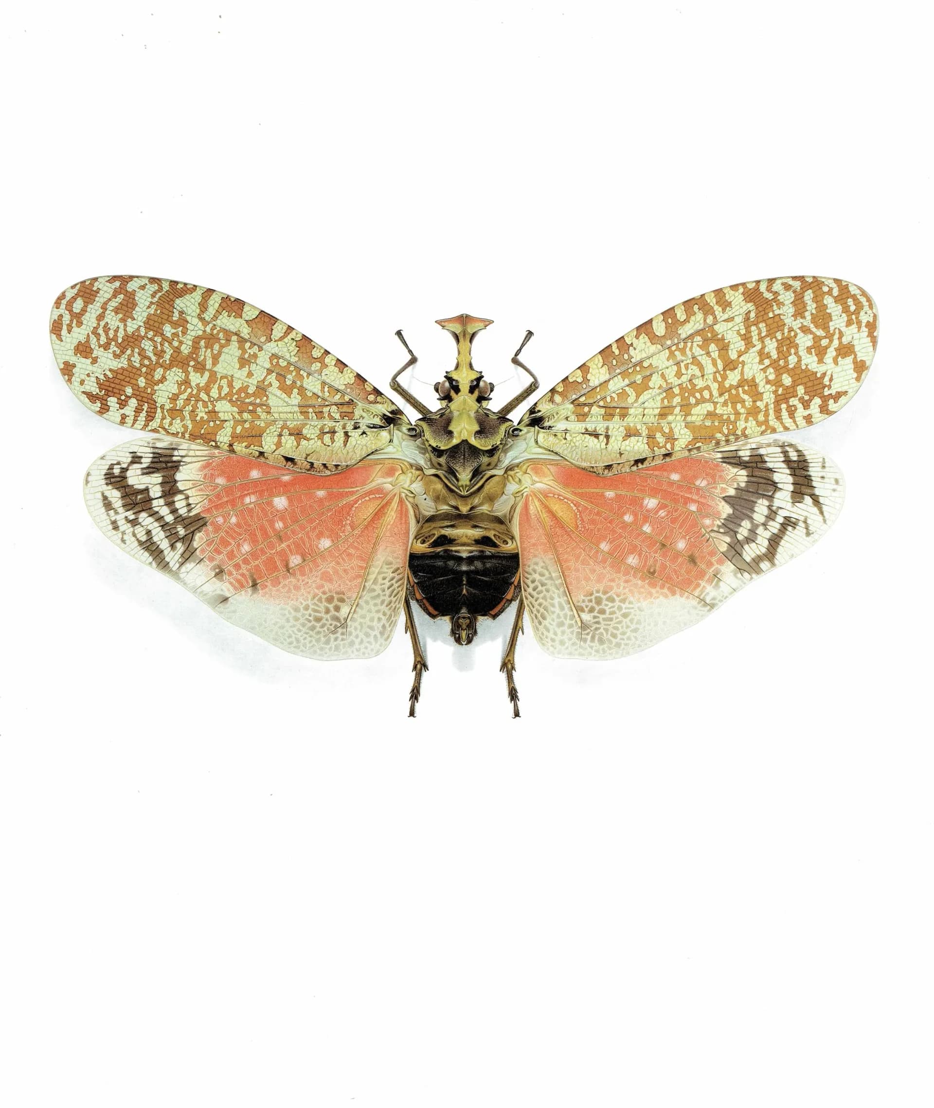 1986 Crowned Lanternfly Phrictus Diadema Print - Durin Bernard Les Insectes Scientific Illustration - Linnaeus Entomology - 11 x 13 in