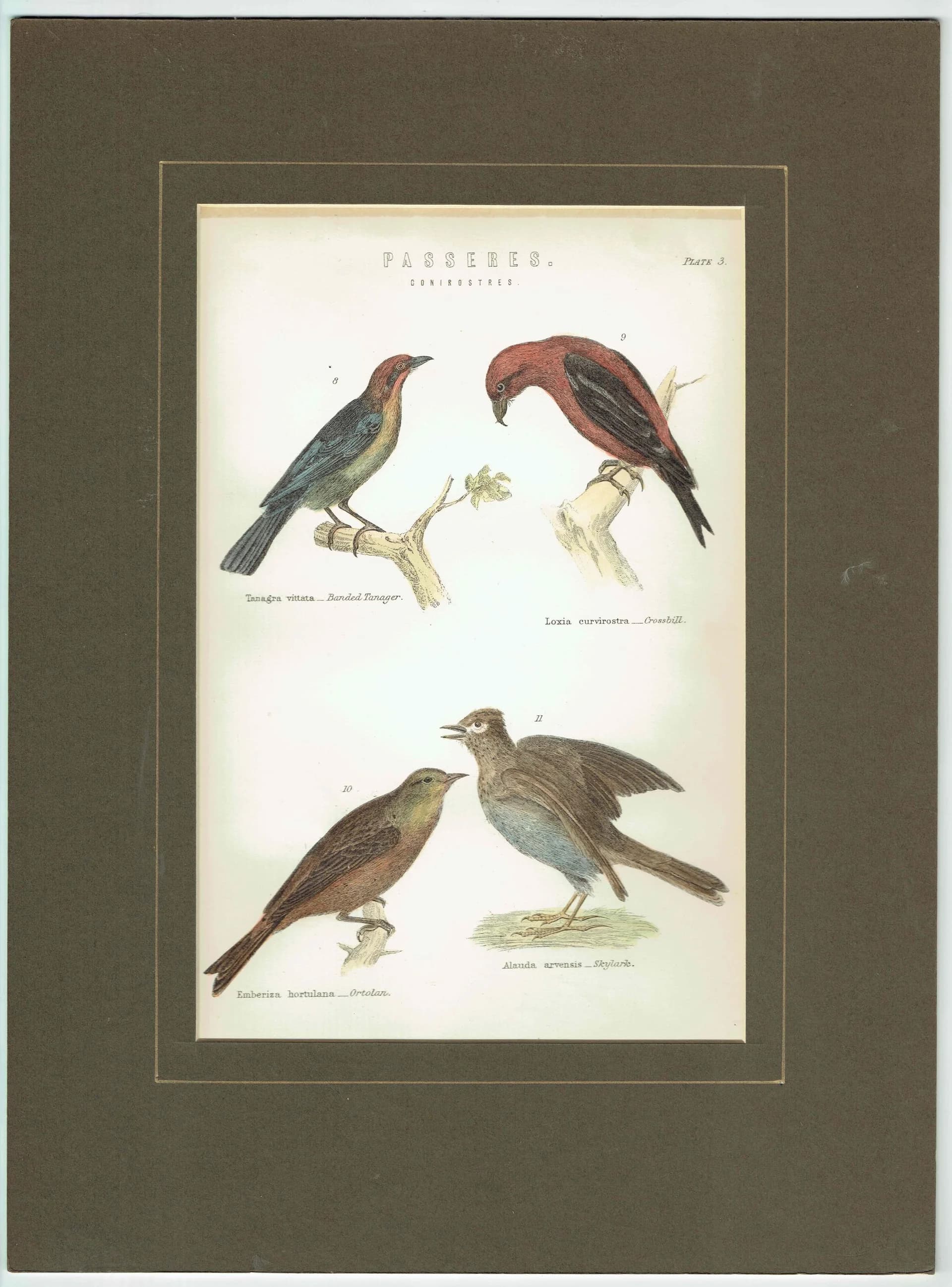 c.1880 Passeres Conirostres Bird Print - Banded Tanager, Crossbill, Ortolan, Skylark - Hand Coloured Ornithology Art - 9.75 x 6.25 in
