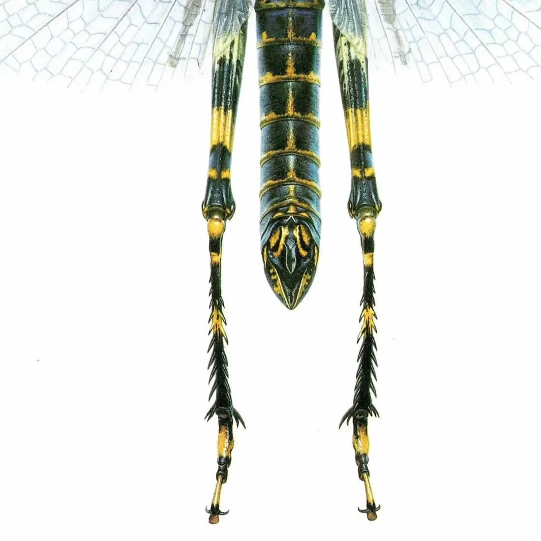 1986 Lubber Grasshopper Zoniopoda Omnicolor Print - Durin Bernard Les Insectes Science illustration - Blanchard Entomology - 11 x 13 in
