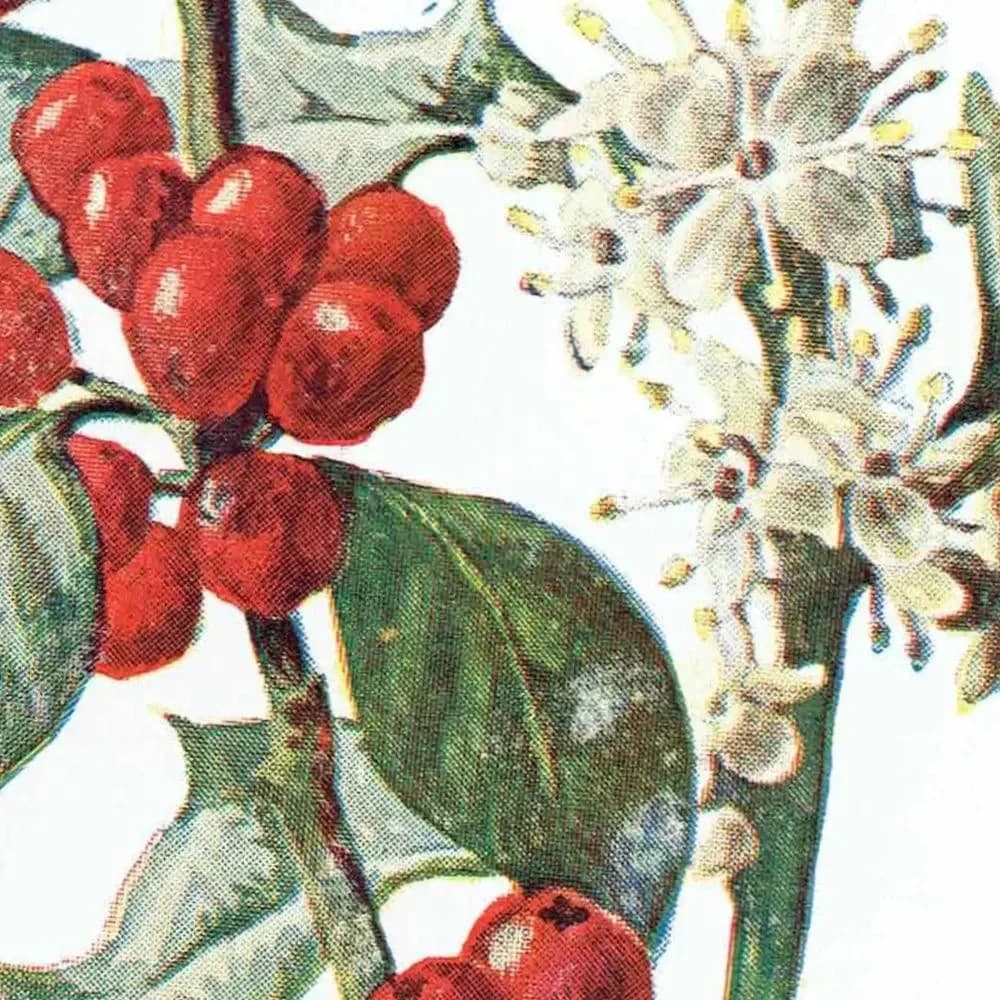 Antique Holly Botanical Print – 1910s Christmas Illustration