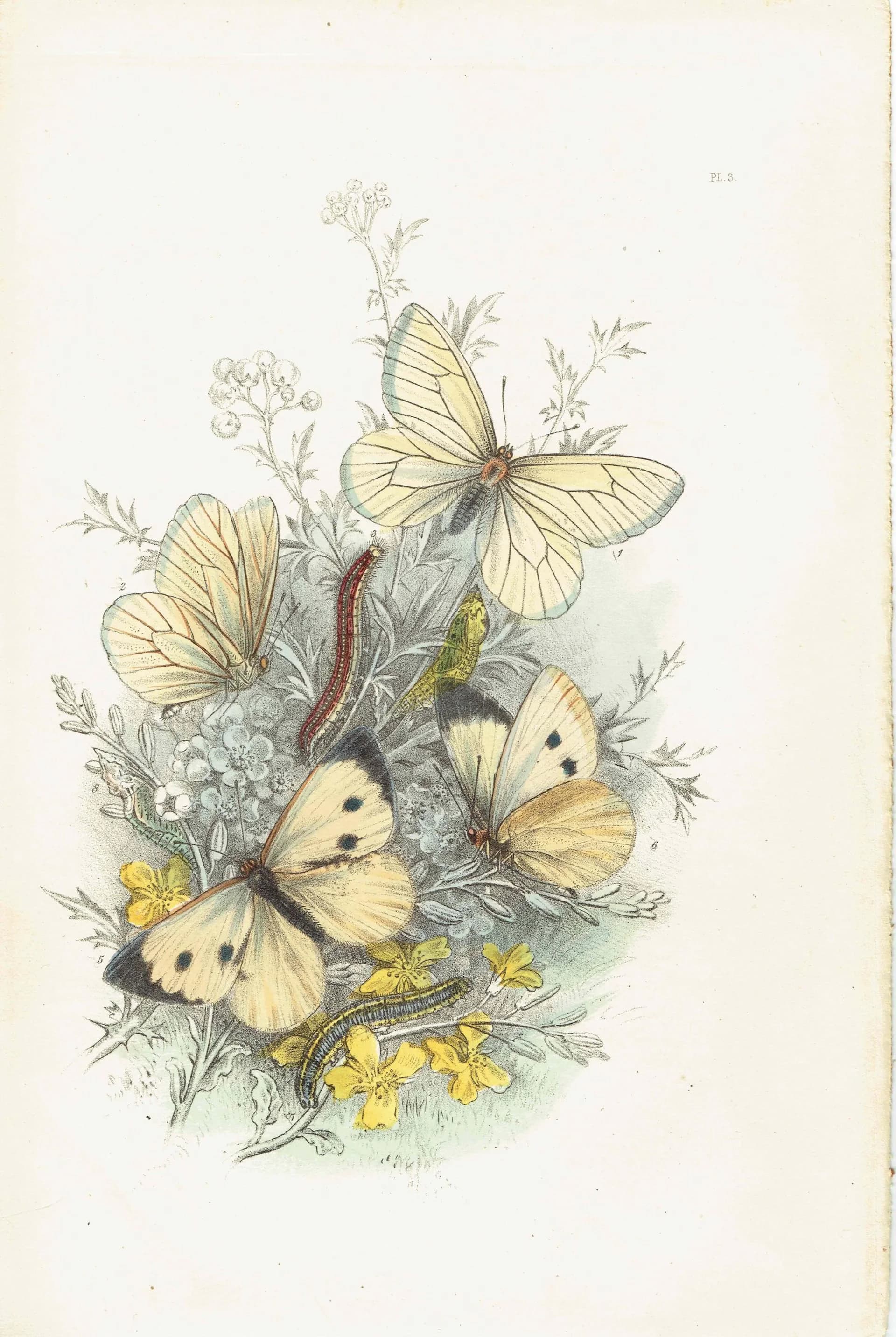 1859 Black-veined White & Great Cabbage White Butterflies - Hand-Coloured Lithograph, Henry Noel Humphreys, Plate III - 7 x 10.4 in