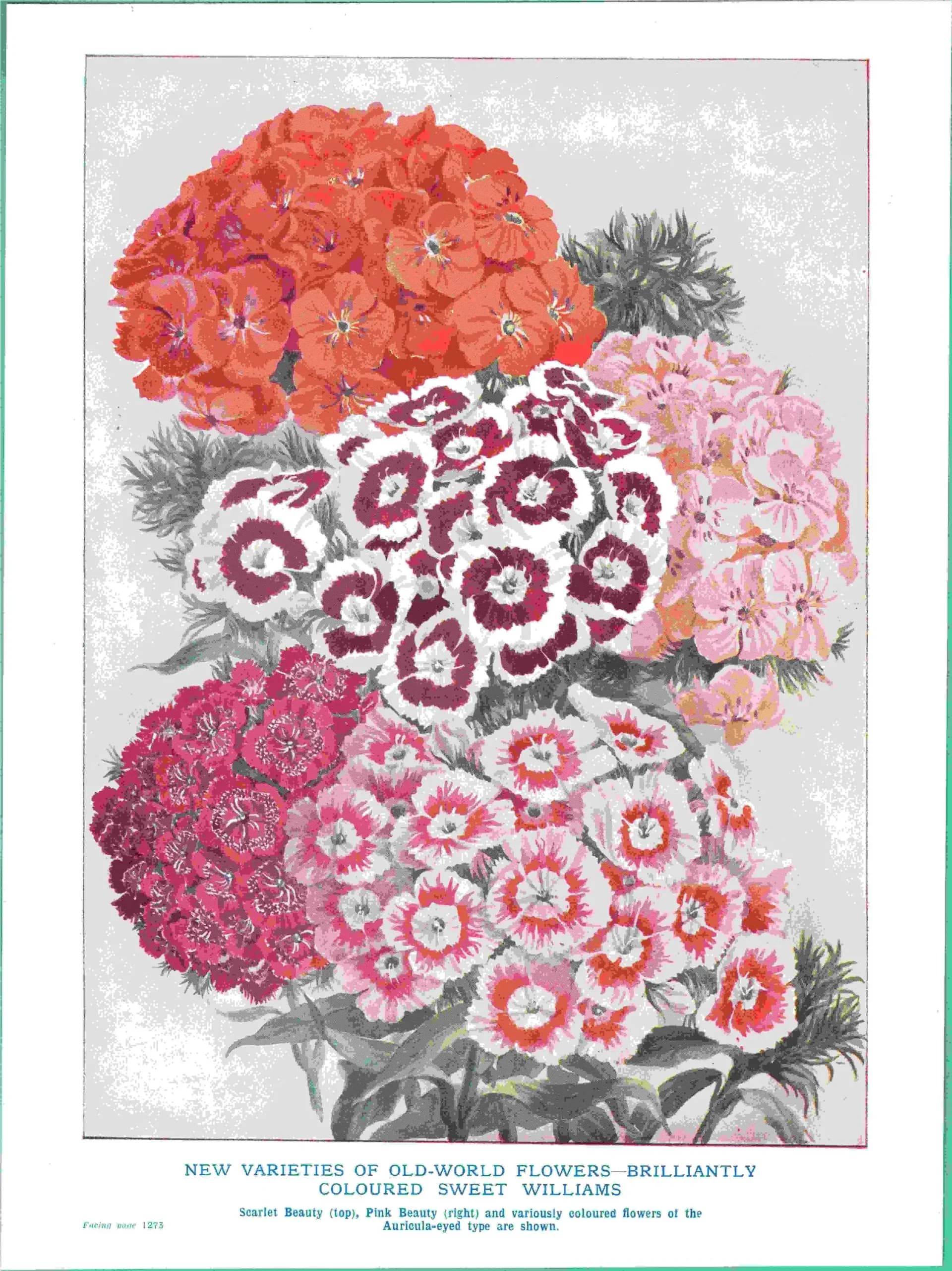 1950s Sweet Williams Botanical Print - Vintage Garden Flower Illustration from The Popular Encyclopaedia of Gardening - 7 x 9.5 in