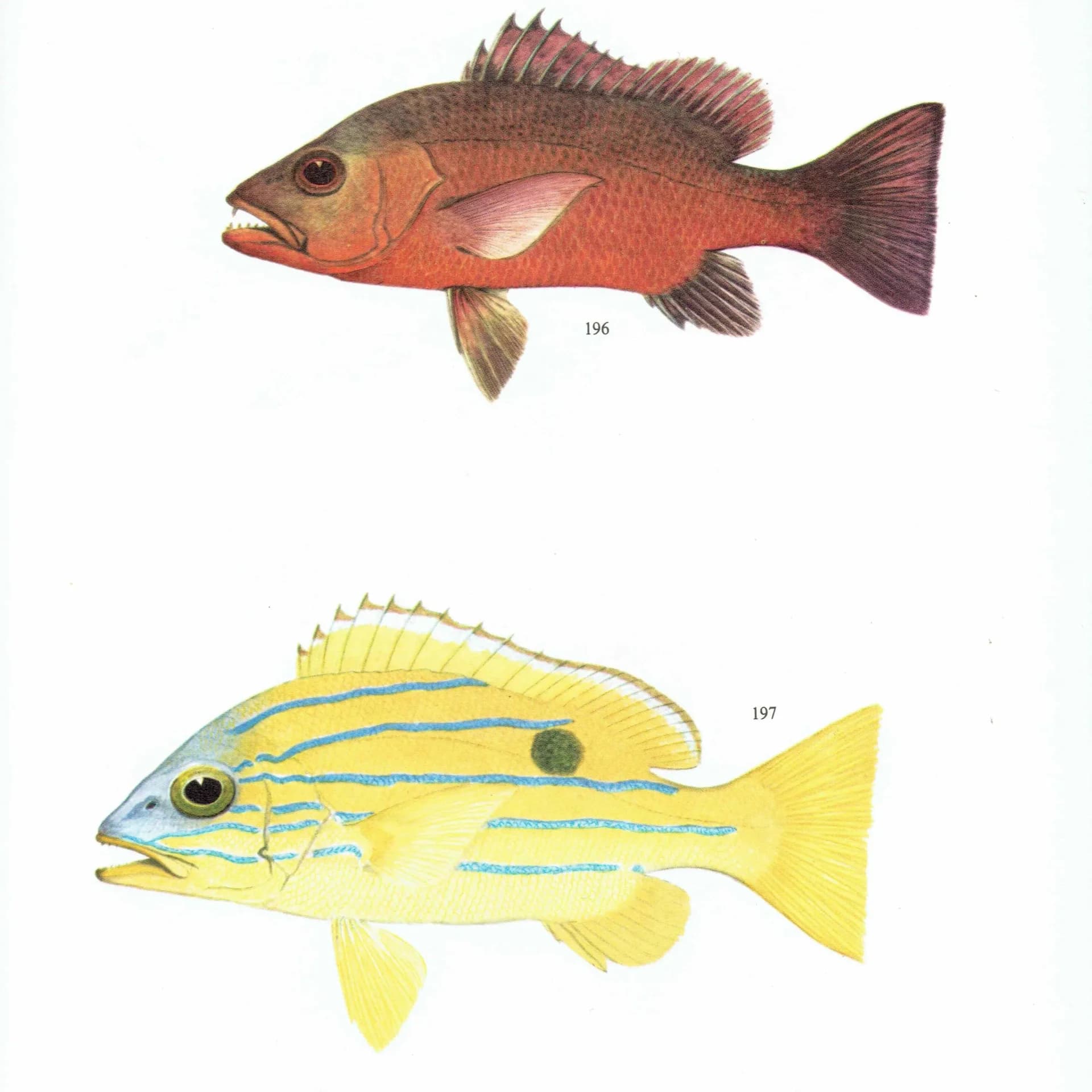 1964 Mangrove Jack & Blue-banded Sea Perch - Original Vintage Print By Coates - Great Barrier Reef Fish Science Art - 7 x 9 in