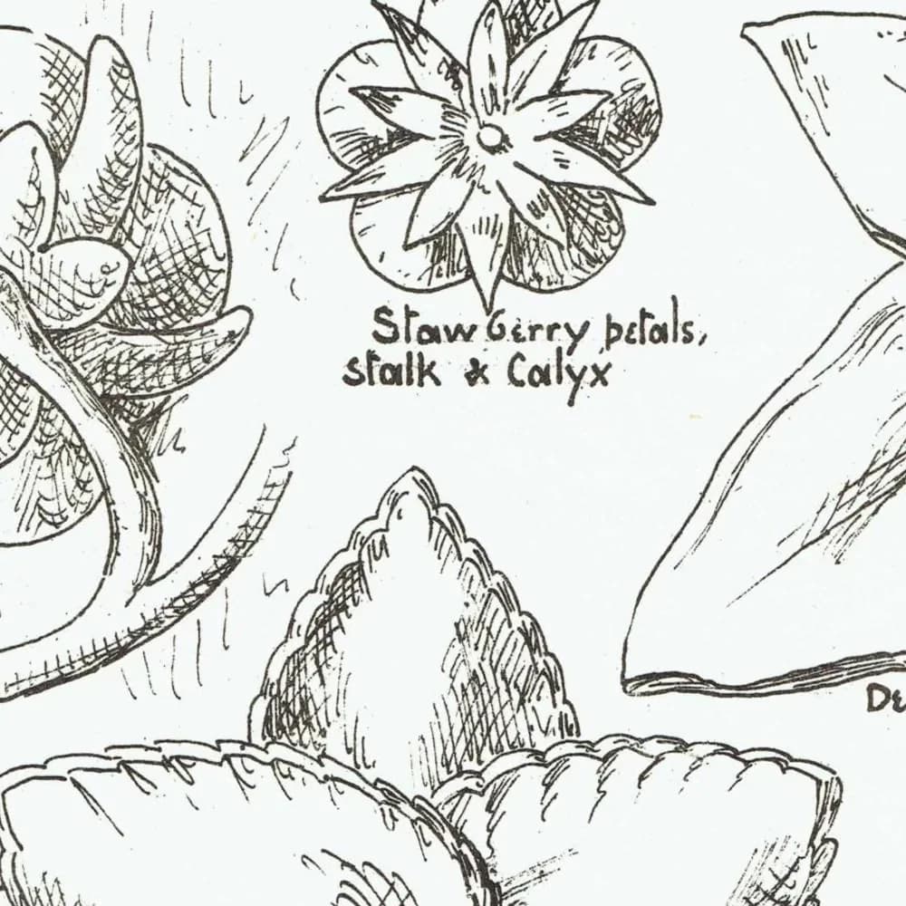 1898 Foliage Carving Architecture Print - Strawberry, Sunflower, Mallow & Bean Decorative Design Plate - 8 x 10.75 in