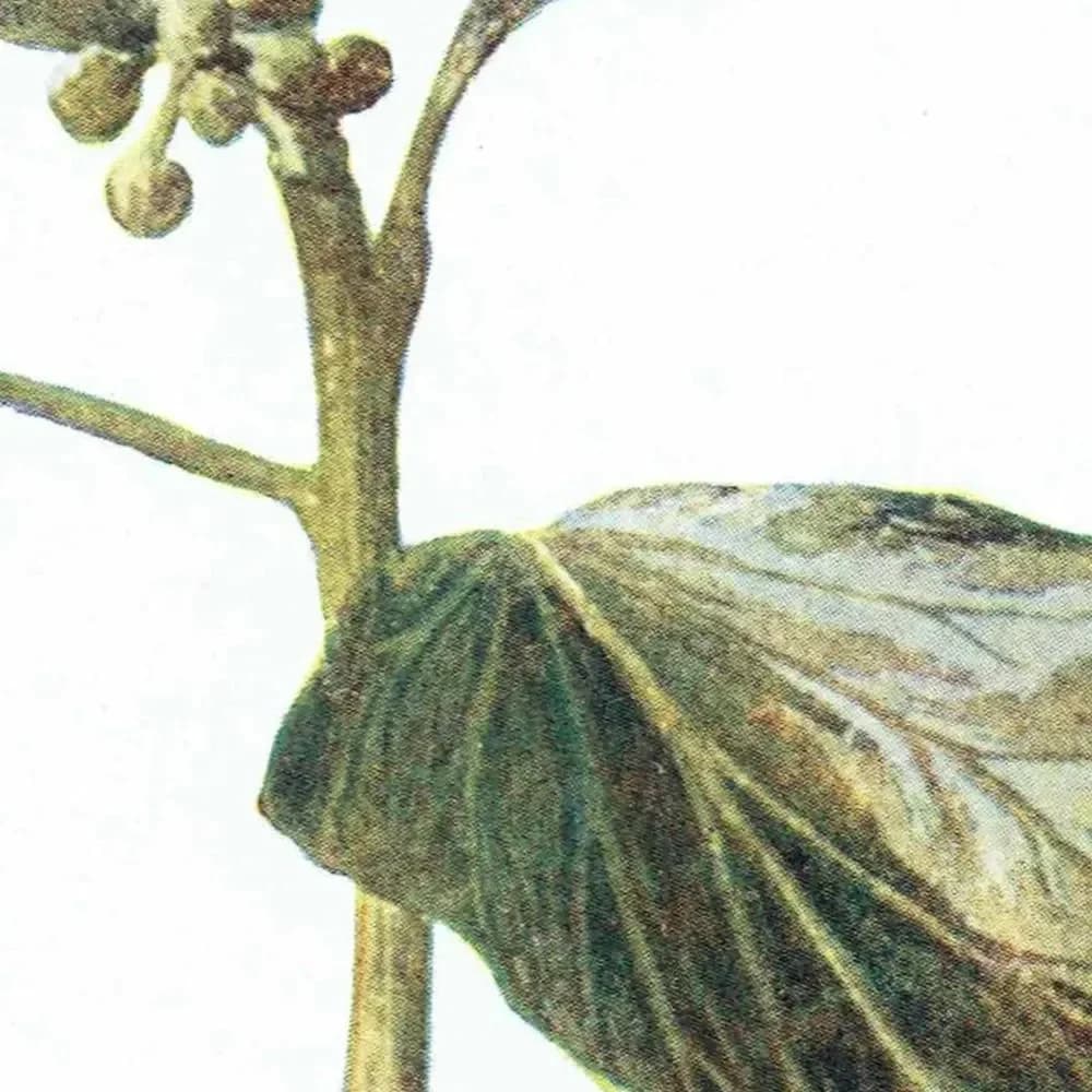 1910s Ivy Botanical Print – Antique Evergreen Illustration