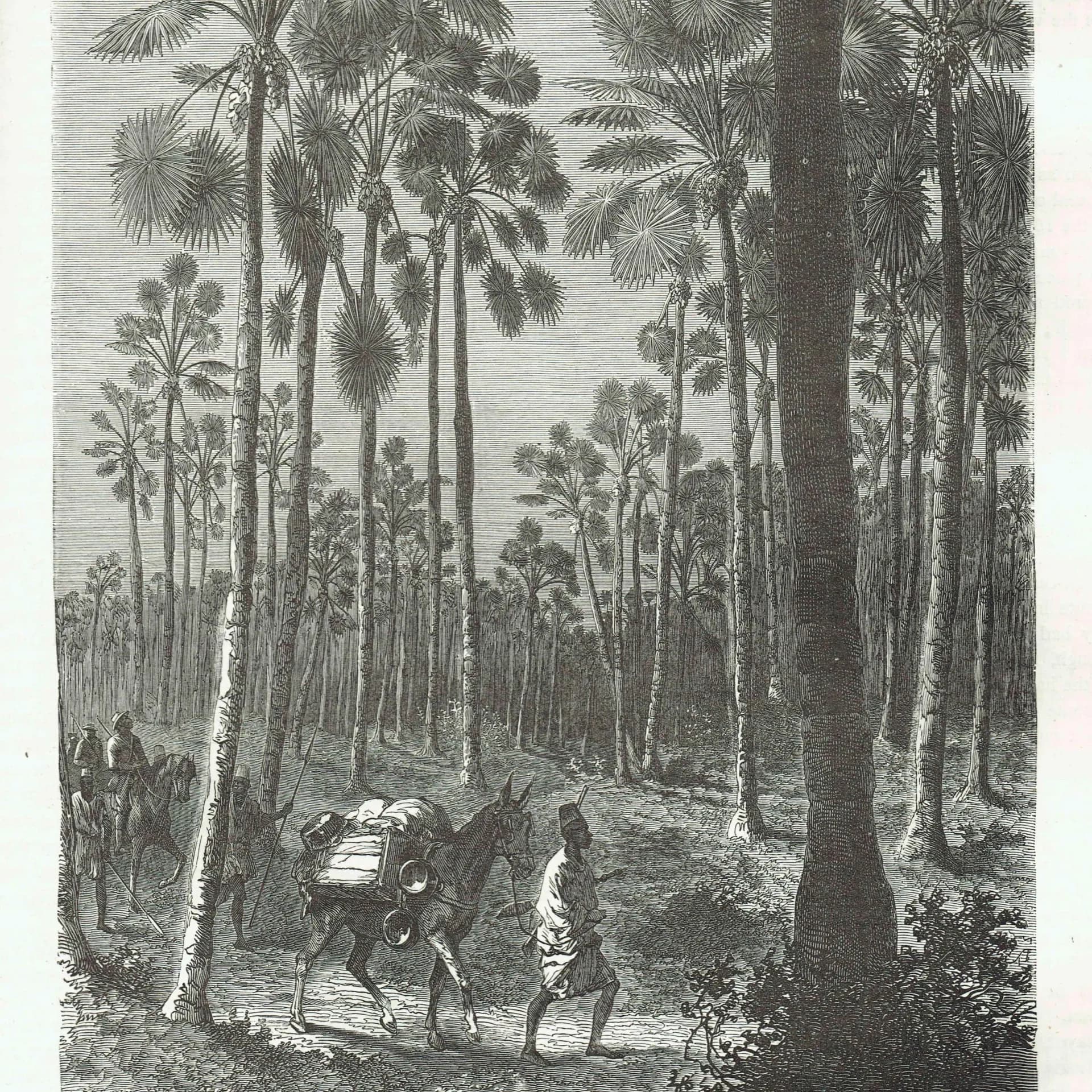 1871 Forest of Fan-Leaved Palms - Antique Engraving By Bates - Illustrated Travels Tropical Landscape - 8 x 11.5 in