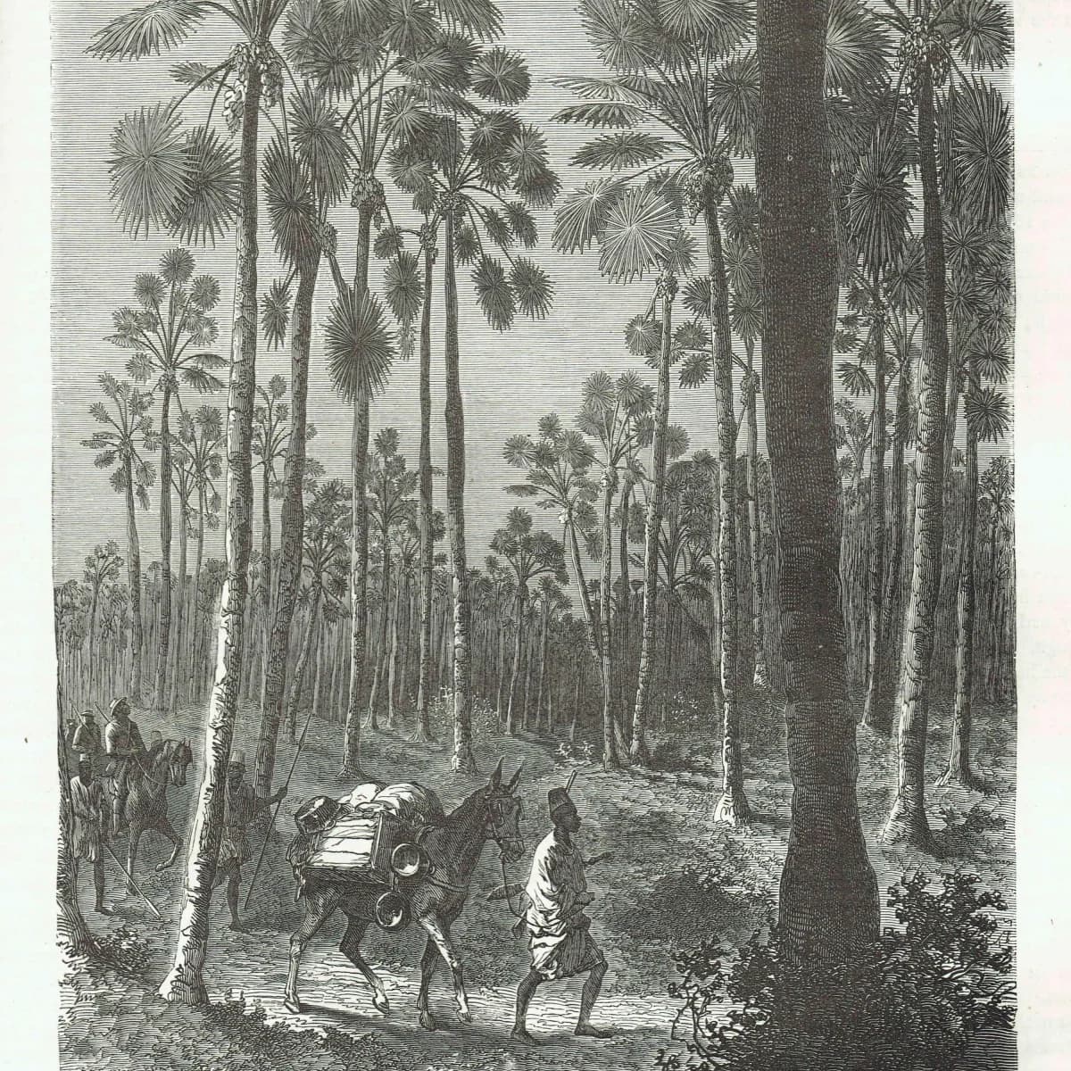 1871 Forest of Fan-Leaved Palms - Antique Engraving By Bates - Illustrated Travels Tropical Landscape - 8 x 11.5 in