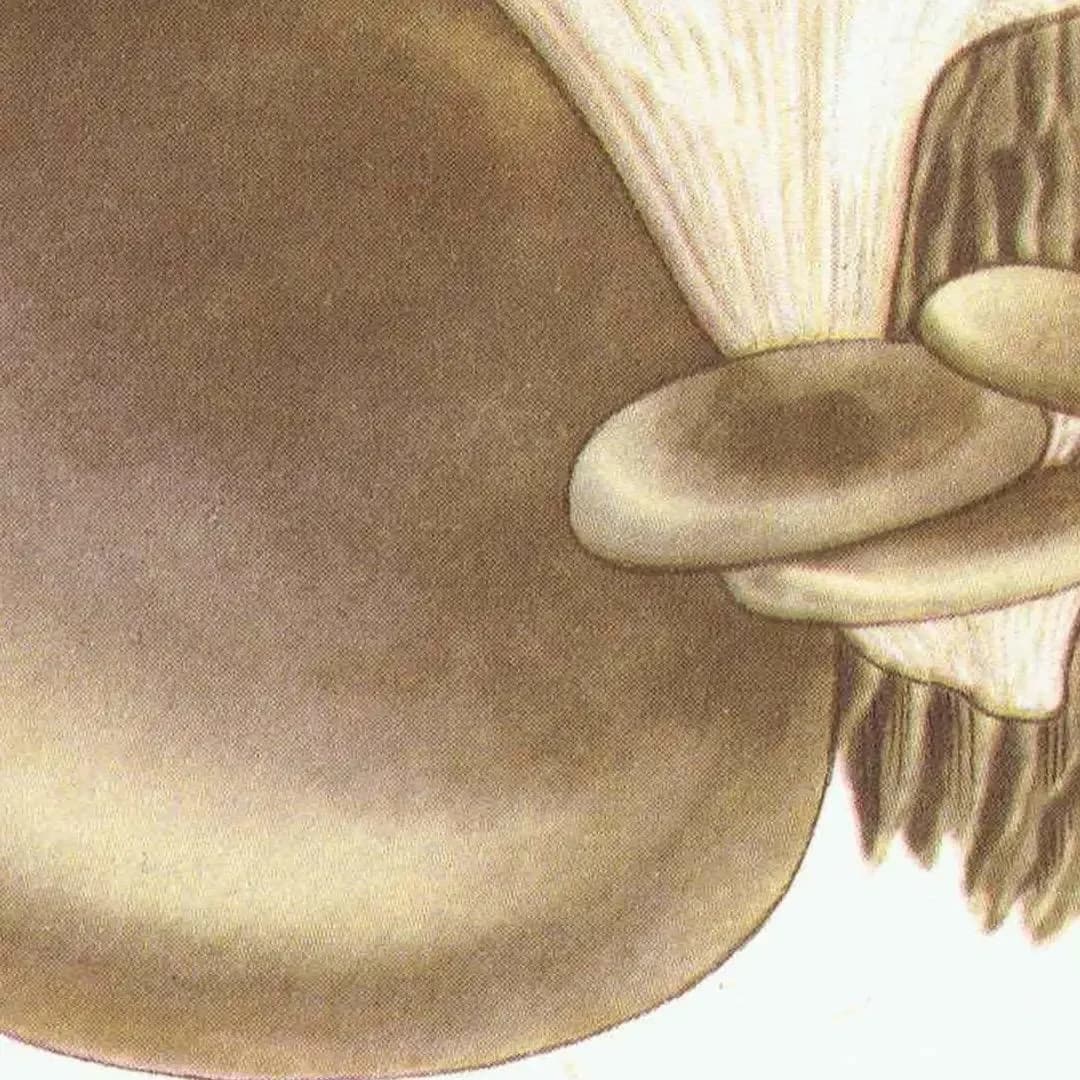 Fairy Ring & Oyster Mushroom Vintage Print – 1943 Botanical Illustration