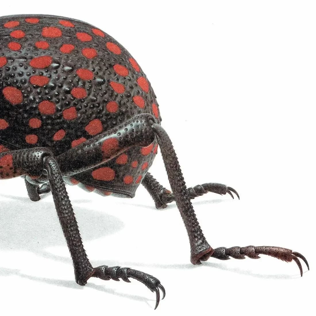 1986 Weevil Brachycerus Apterus Print - Durin Bernard Les Insectes - Vintage Scientific Illustration- Linnaeus Entomology - 11 x 13 in