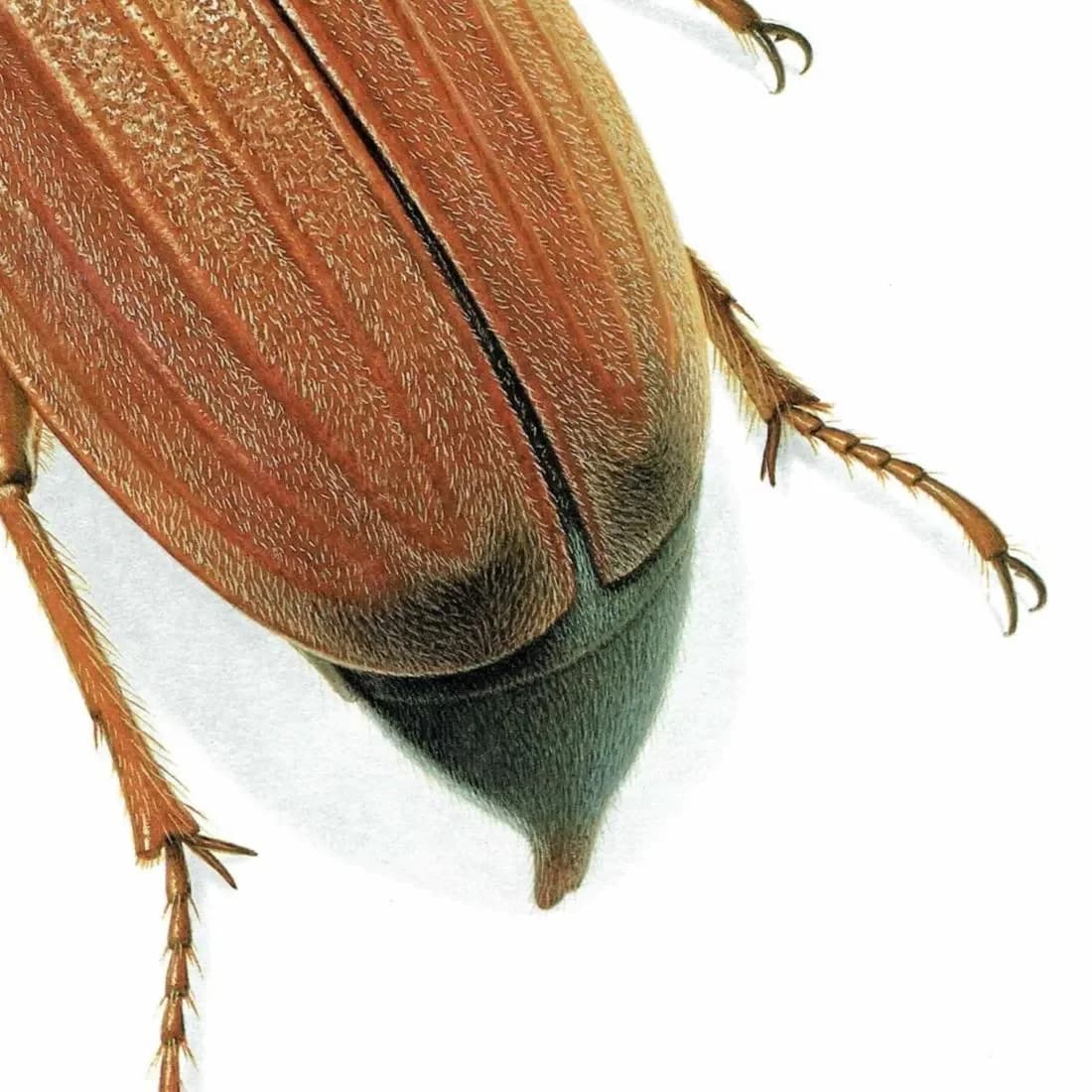 1986 Maybug Common Cockchafer Melolontha Melolontha Print - Durin Bernard Les Insectes Scientific Image - Linnaeus Entomology - 11 x 13 in