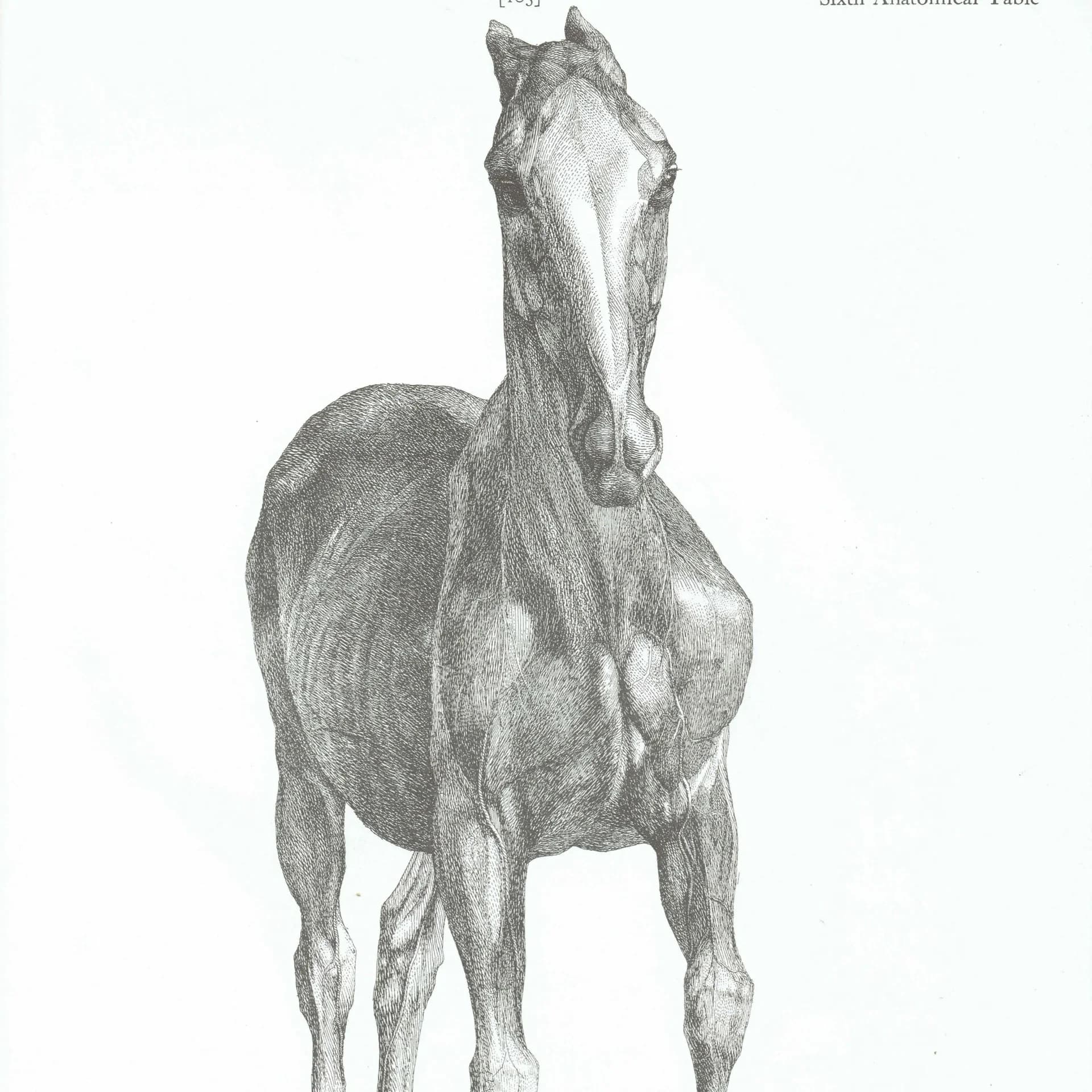 Horse Muscle Anatomy - Original 1976 Vintage Print from 1766 Stubbs Etching - Equine Scientific Study Dover Edition Zoology Art - 14 x 10 in