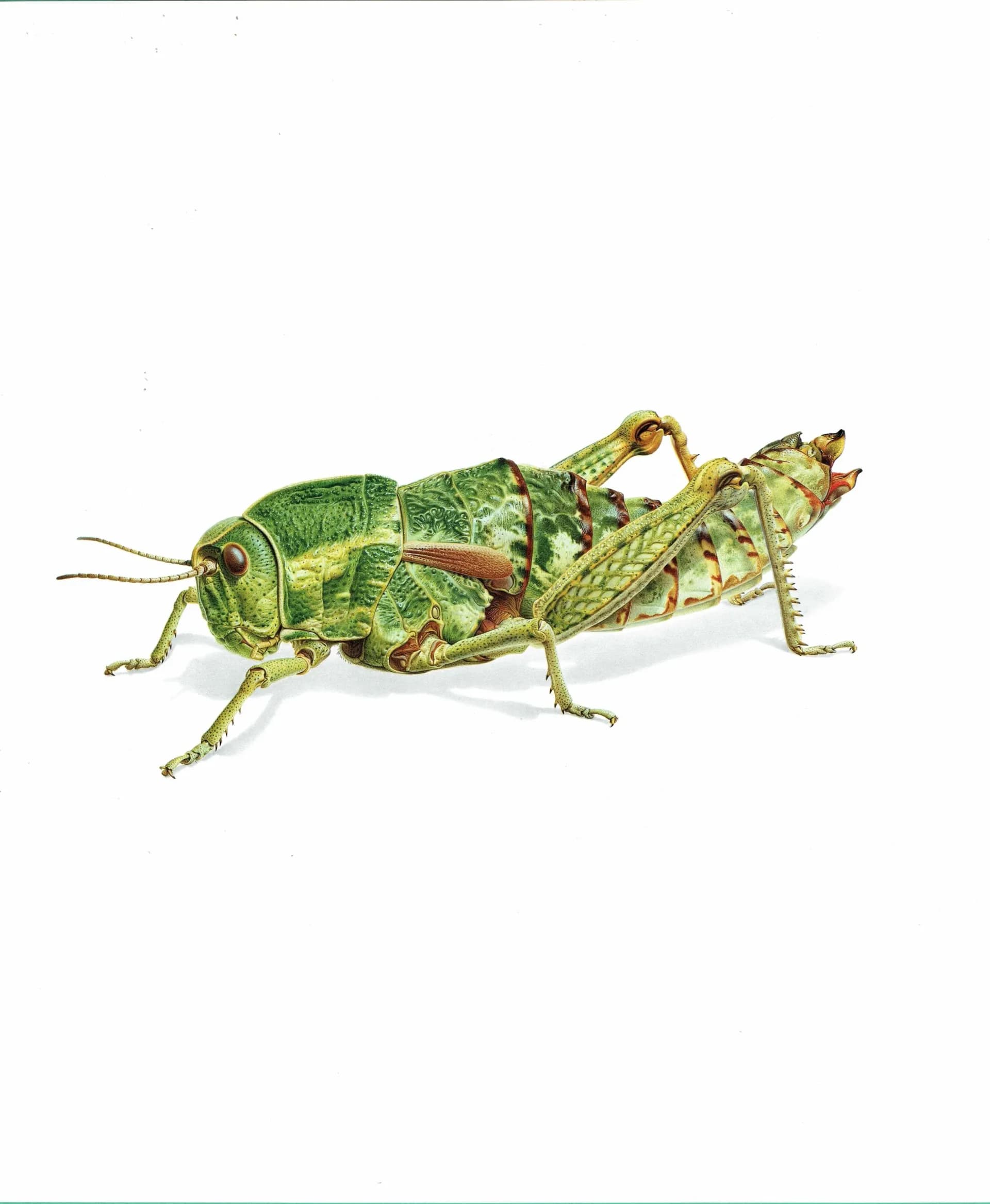 1986 Elephant Grasshopper Pamphagus Elephas Print - Durin Bernard Les Insectes Scientific Illustration - Linnaeus Entomology - 11 x 13 in