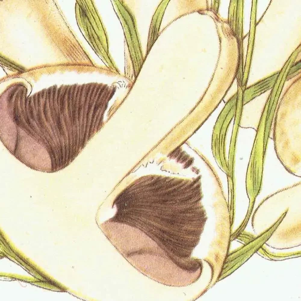 1943 Chanterelle & Field Mushroom Print – Vintage Botanical Illustration