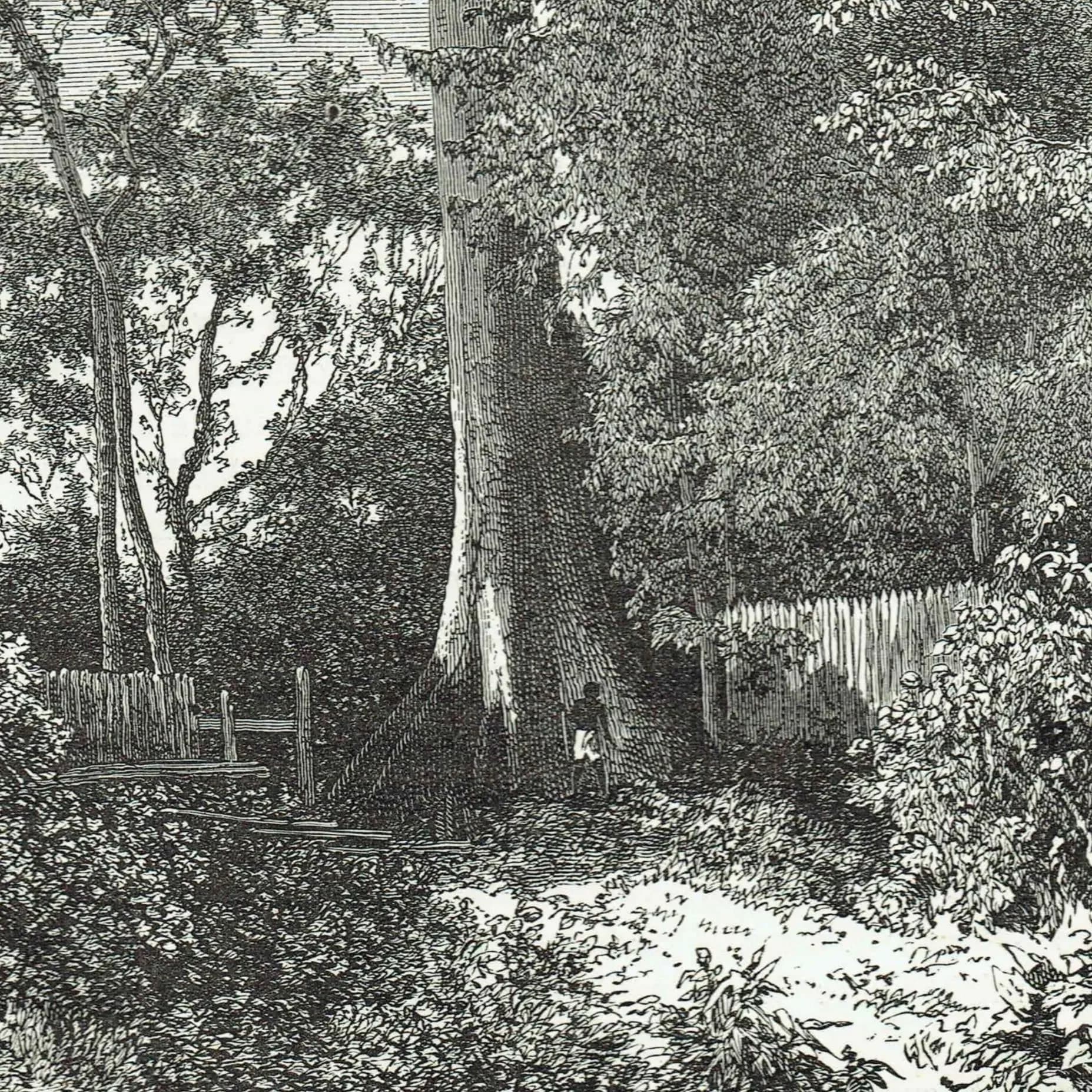 1871 Samauma Tree Amazon - Antique Engraving - Illustrated Travels Victorian Travel Botanical - 8 x 11.5