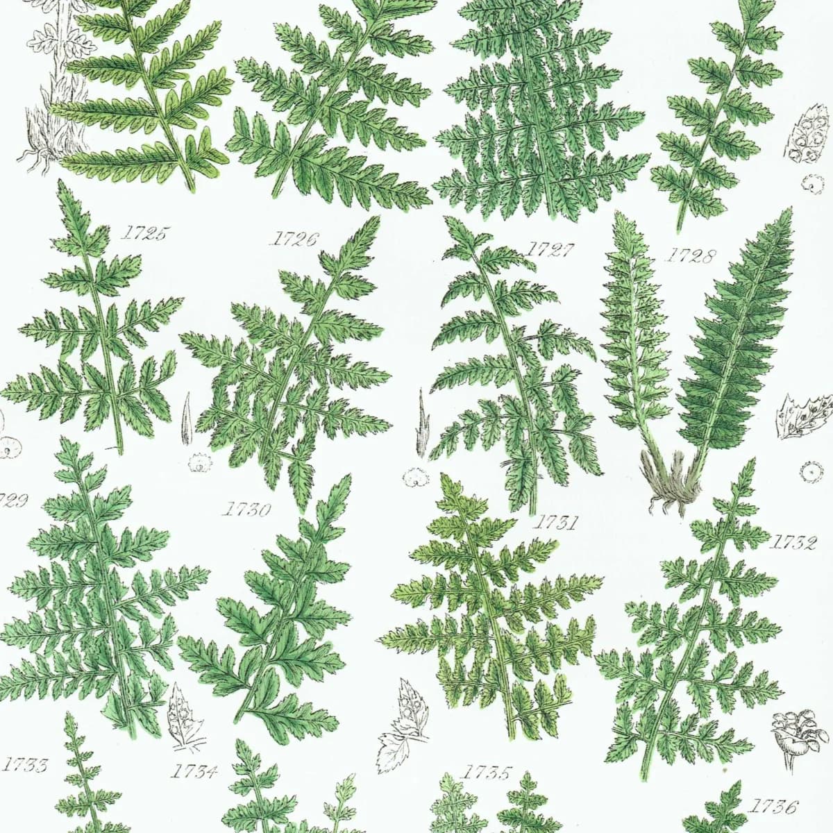 1910 British Ferns Cystopteris - Original Antique Print By Sowerby - Victorian Botanical Study Natural History Plate - 6.25 x 9.5 in