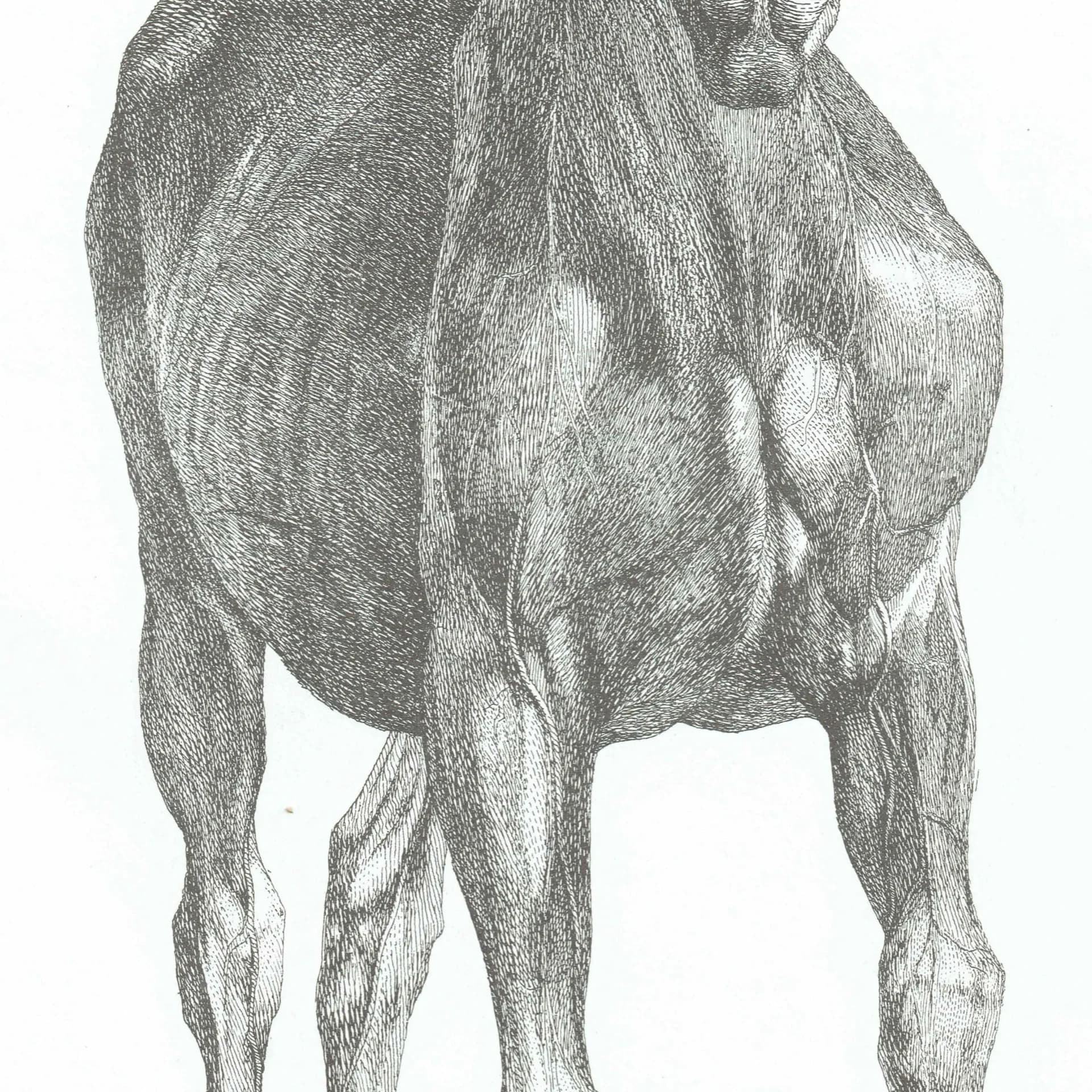 Horse Muscle Anatomy - Original 1976 Vintage Print from 1766 Stubbs Etching - Equine Scientific Study Dover Edition Zoology Art - 14 x 10 in
