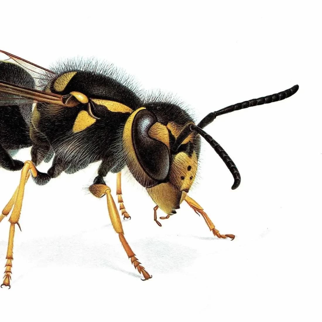 1986 Common Wasp Paravespula Vulgaris Print - Durin Bernard Les Insectes Scientific Illustration - Linnaeus Entomology - 11 x 13 in