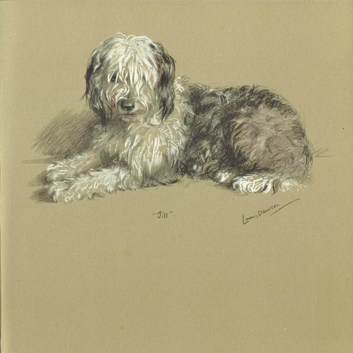 1946 Old English Sheepdog "Jill" - Original Vintage Print By Dawson - Dog Portrait Pet Art Neighbours Book - 7 x 9.5 in