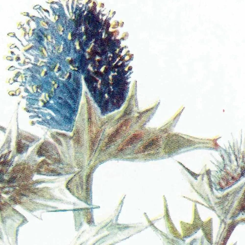 1910s Sea Holly Botanical Winter Original Antique Print By Hulme - Familiar Wild Flowers Edwardian Evergreen - 4.75 x 7.25 in