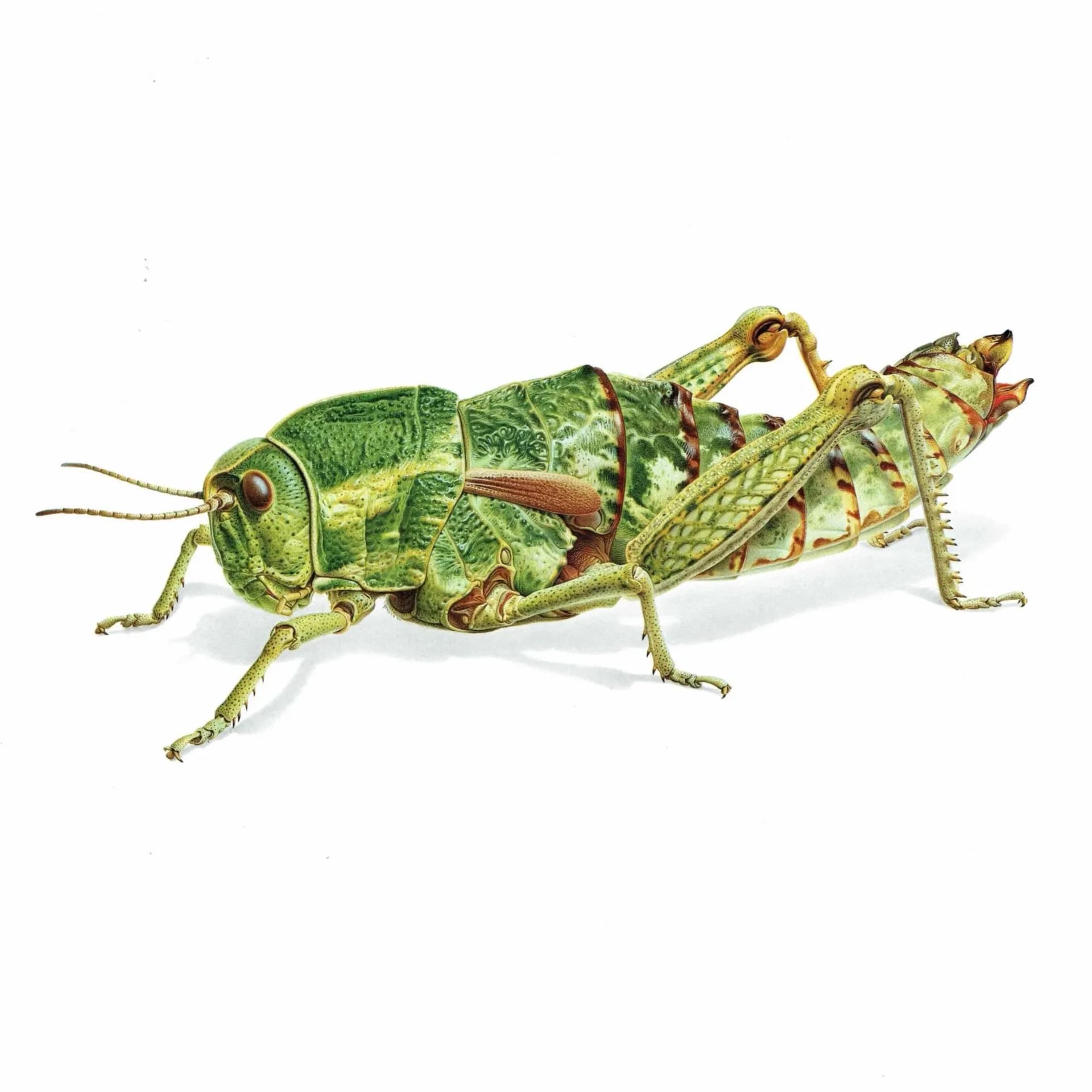 1986 Elephant Grasshopper Pamphagus Elephas Print - Durin Bernard Les Insectes Scientific Illustration - Linnaeus Entomology - 11 x 13 in