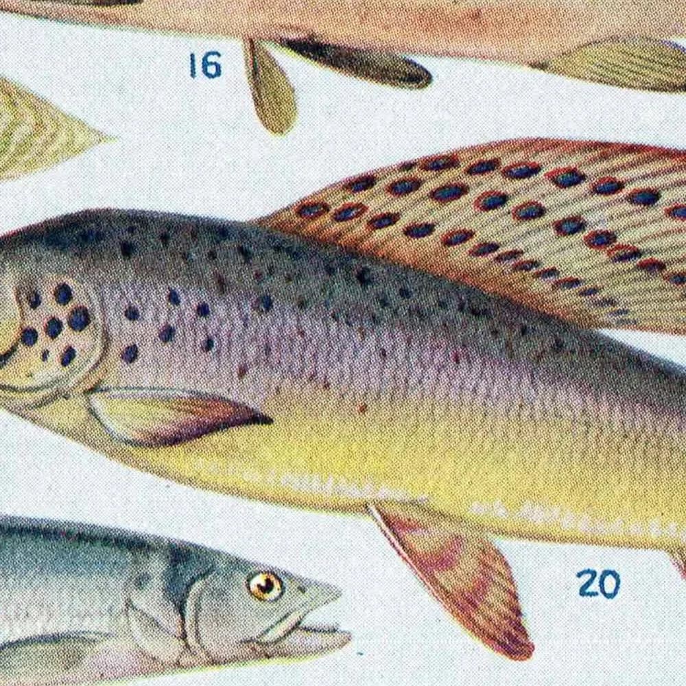 1928 Indian & Canadian Freshwater Fish - Original Vintage Print By Green - I See All Encyclopedia Ichthyology Study - 6 x 9 in