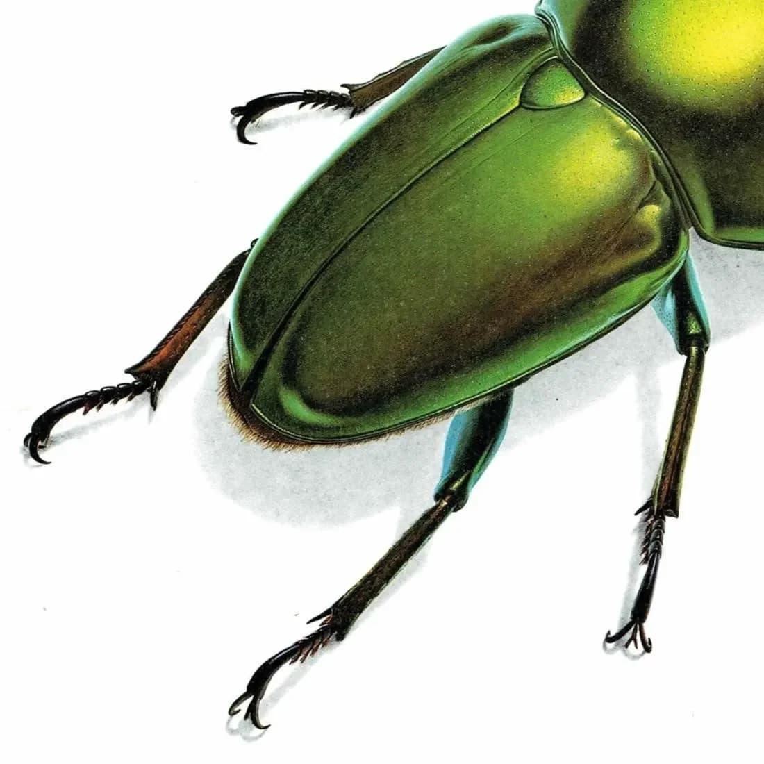1986 Green Jewel Sawtooth Stag Beetle Neolamprima Adolphinae Print - Durin Bernard Les Insectes - Gerstaeker Entomology Drawing - 11 x 13 in