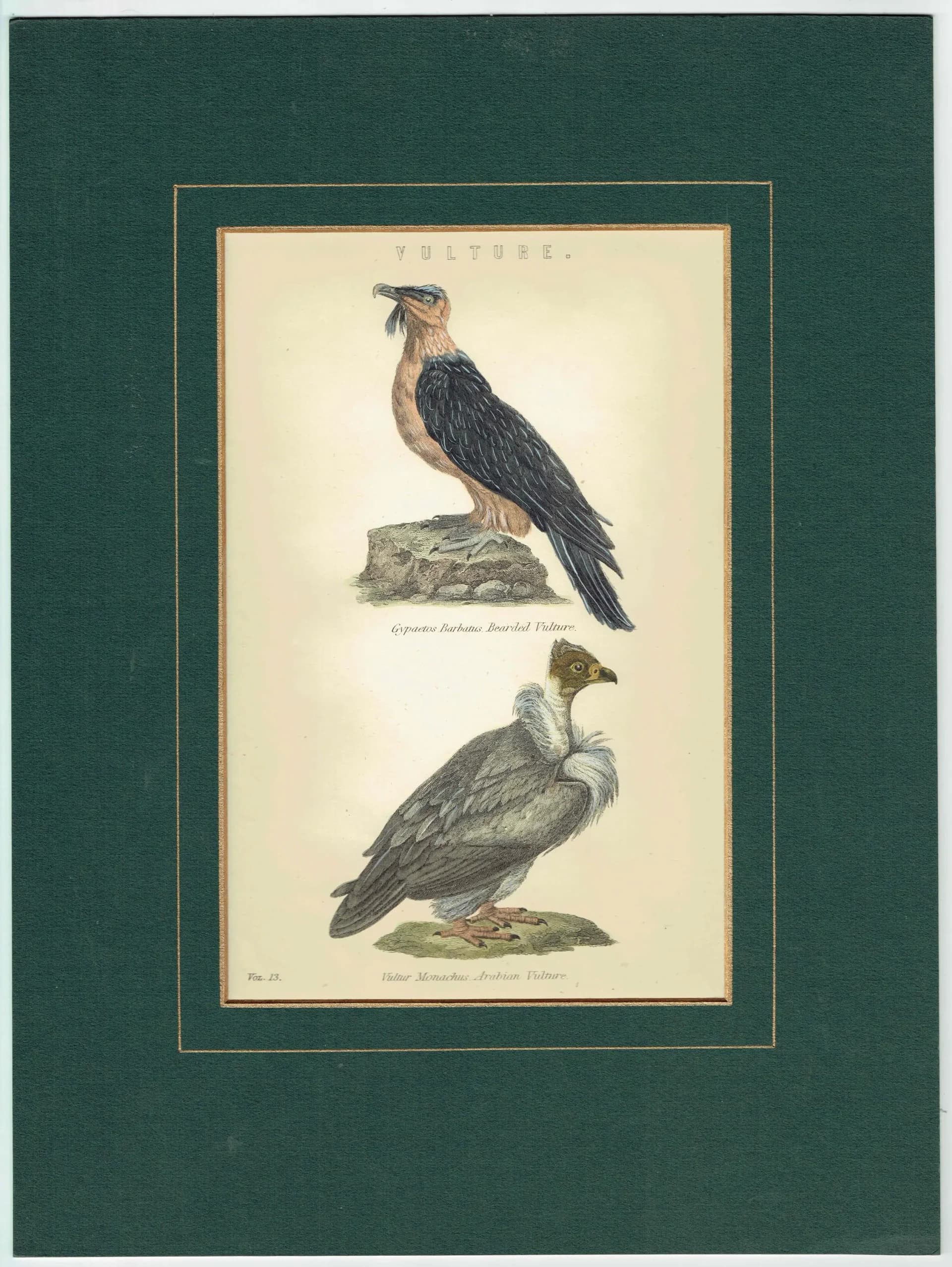 c.1862 Vultures Print - Bearded Vulture & Arabian Vulture - Hand Coloured Ornithology Art - 9.5 x 6.25 in