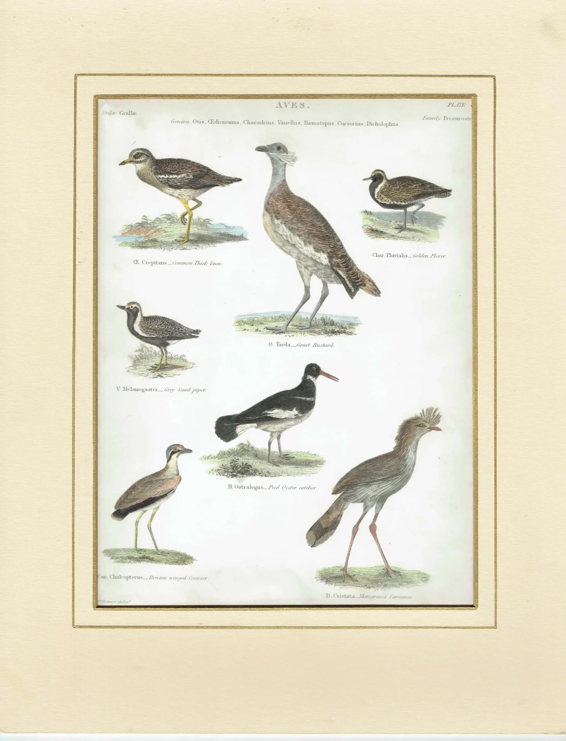1838 Aves Plate 16 Hand-Coloured Ornithology Print - Common Thick-Knee, Great Bustard, Golden Plover & More - 10.75 x 8.5 in
