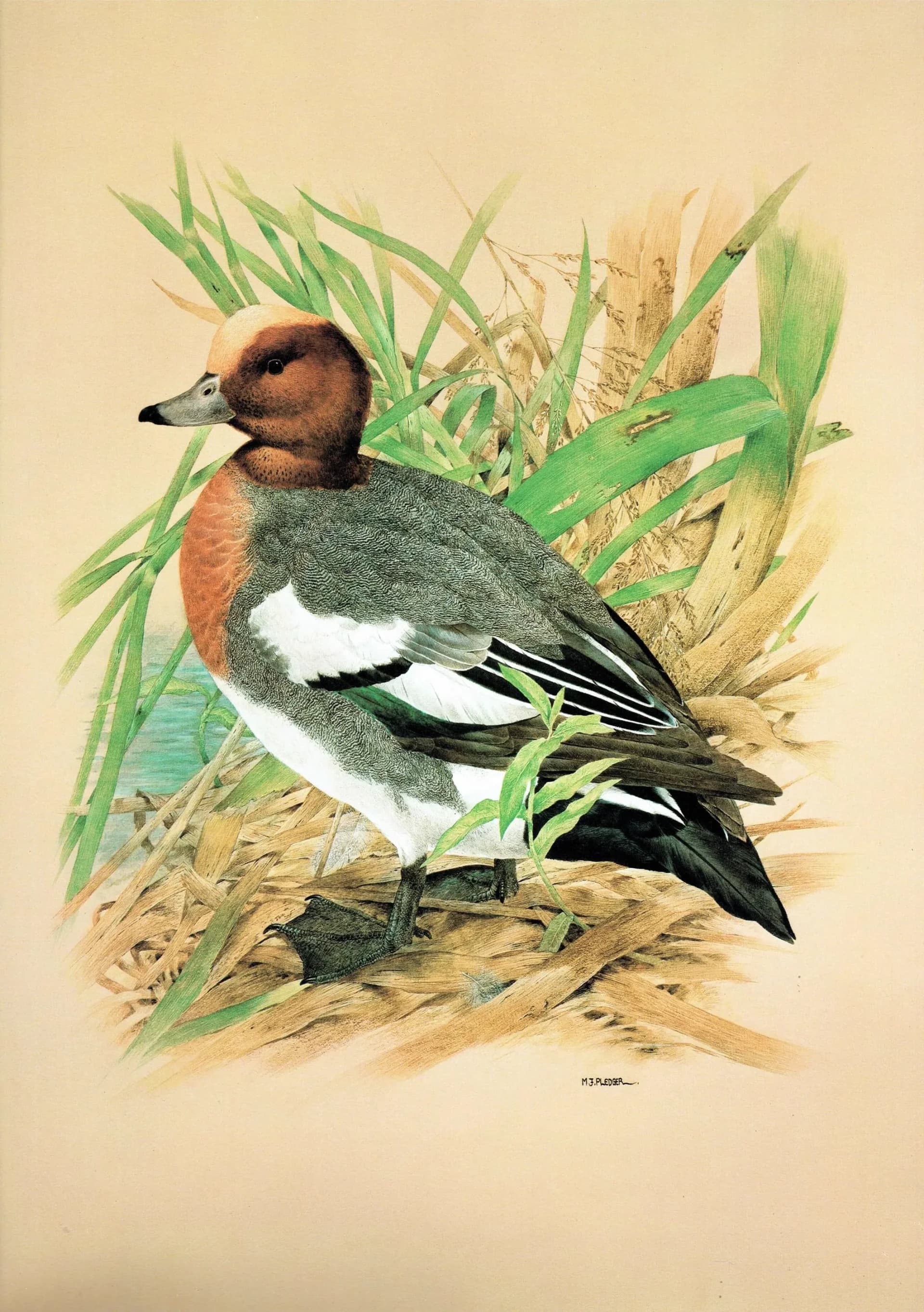 1981 Cock Wigeon in Reeds - Maurice Pledger Game Birds - Original Vintage Wildlife Art Print - 11.5 x 16.5 in