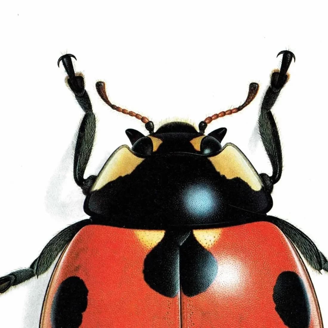 1986 Seven-Spotted Ladybird Coccinella Septempunctata Print - Durin Bernard Les Insectes - Scientific Art - Linnaeus Entomology - 11 x 13 in