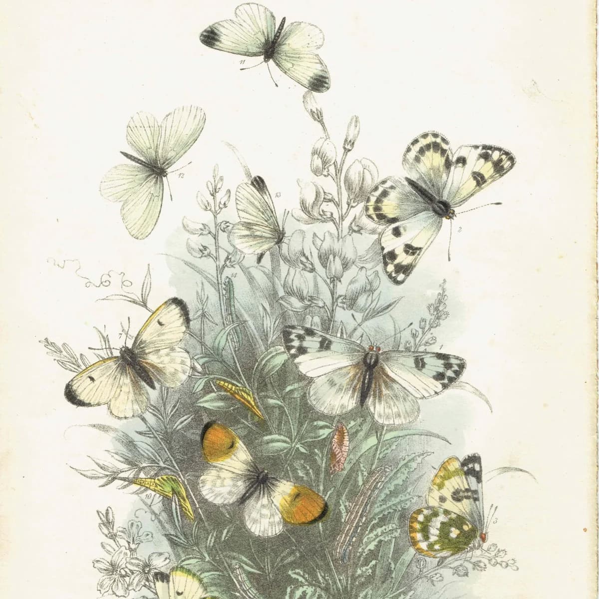 1859 Orange-tip & Wood White Butterfly - Original Antique Print By Humphreys - British Lepidoptera Chromolithograph Life Cycle - 7 x 10.4 in