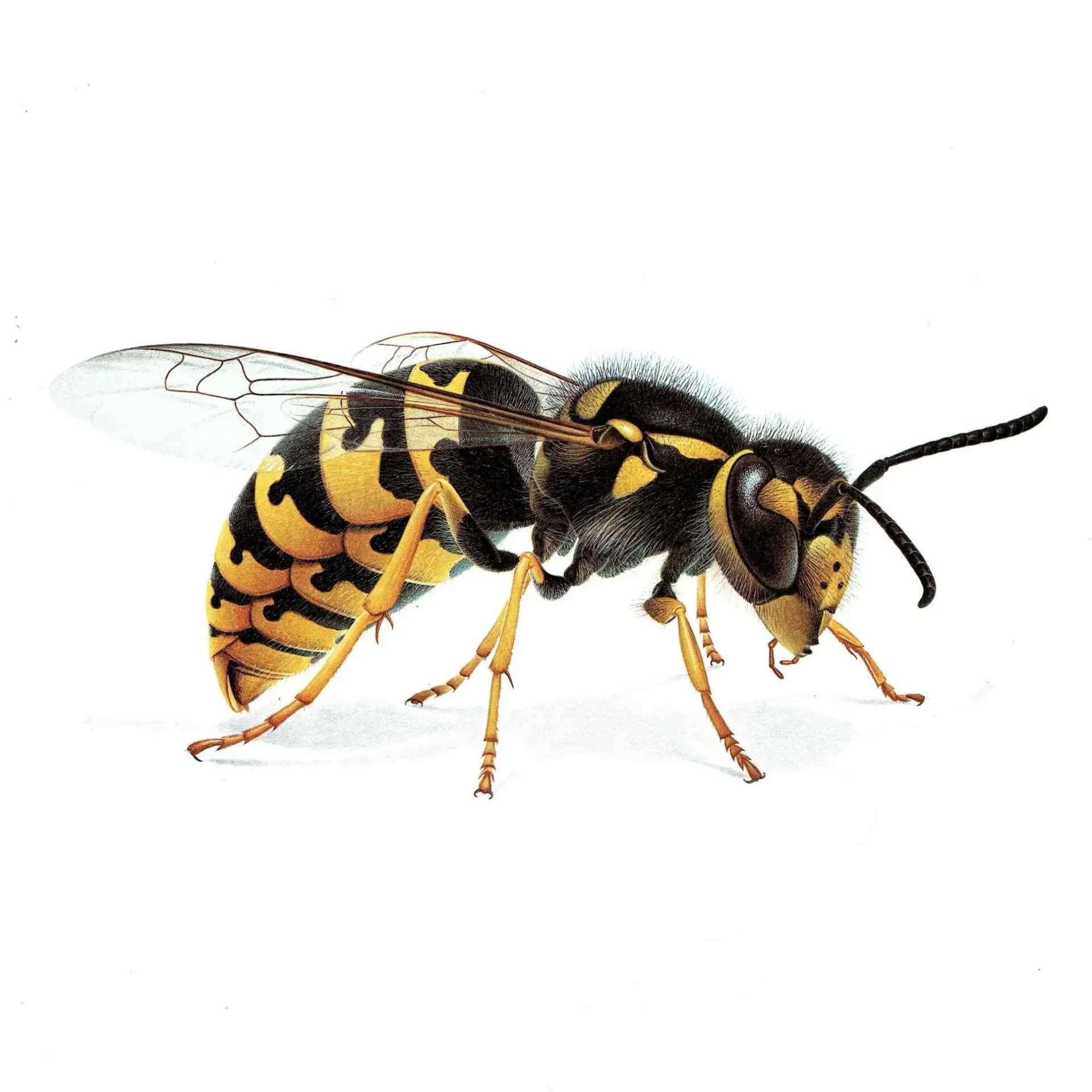 1986 Common Wasp Paravespula Vulgaris Print - Durin Bernard Les Insectes Scientific Illustration - Linnaeus Entomology - 11 x 13 in