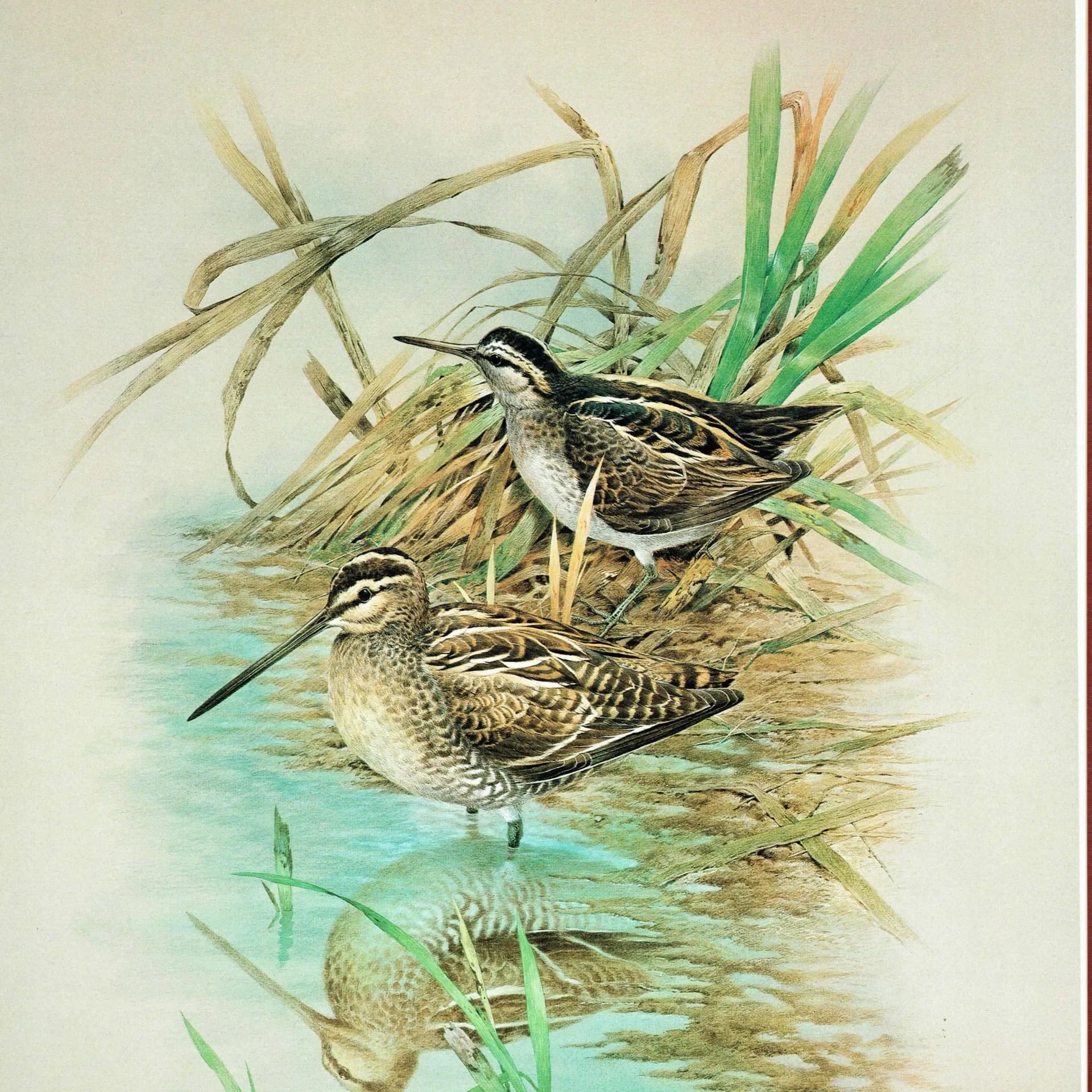 1981 Common Snipe and Jack Snipe Original Vintage Print - Maurice Pledger Wildlife Art - Game Birds Book Illustration - 11.5 x 16.5 in