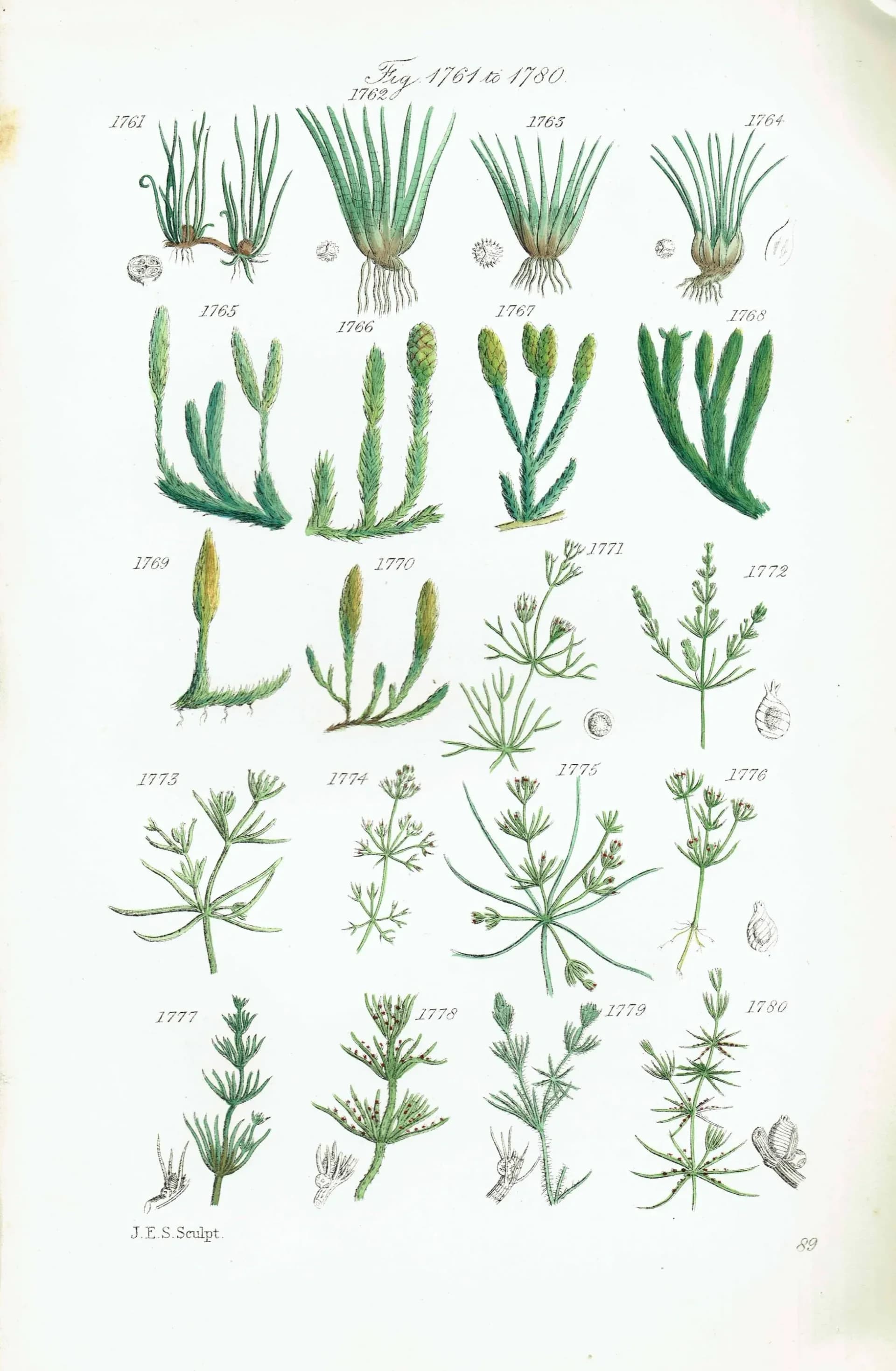 1910 Chara Aquatic Plants - Original Antique Print By Sowerby - British Wild Flowers Botanical Study Educational - 6.25 x 9.5 in