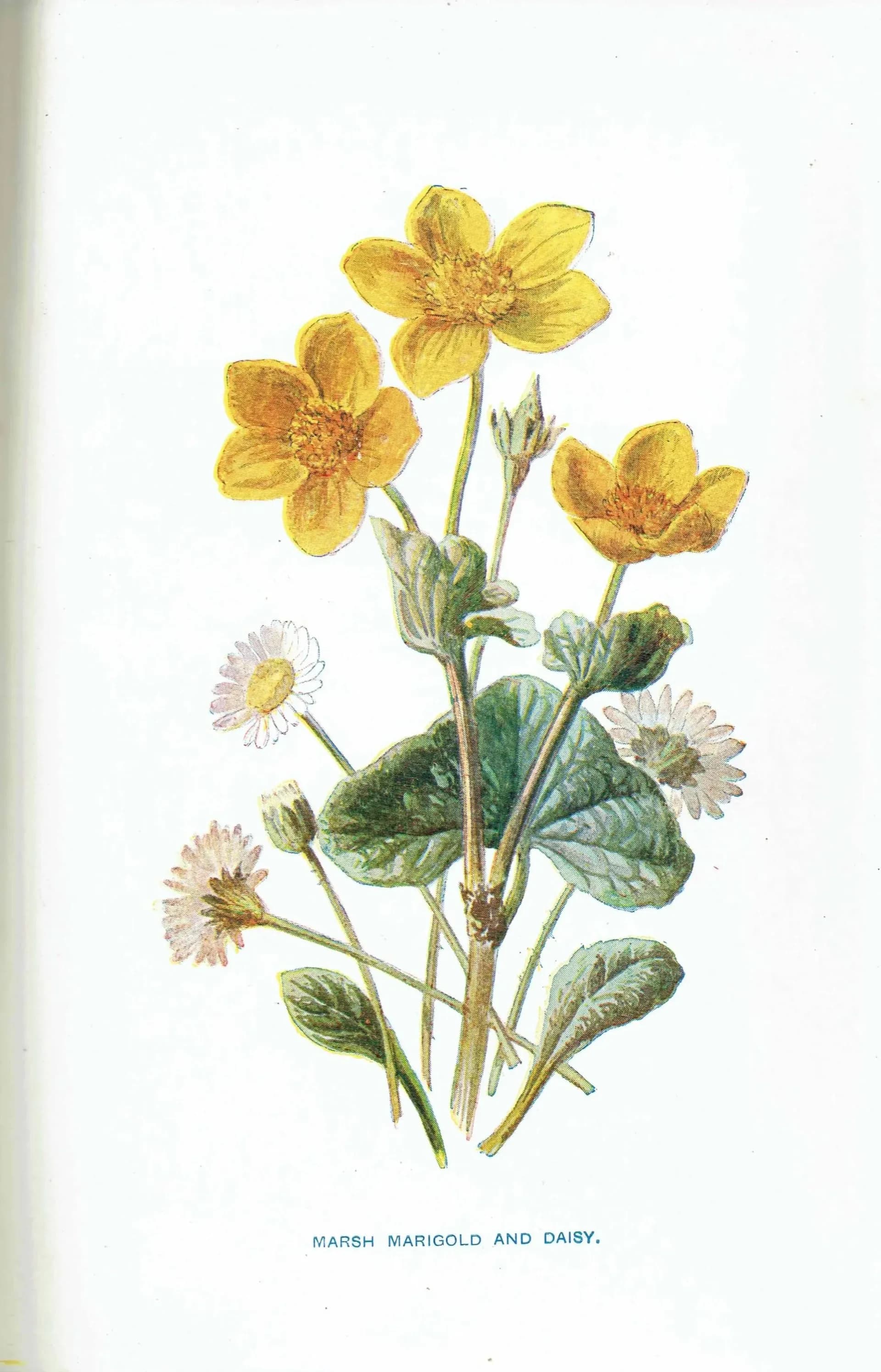 1910s Marsh Marigold & Daisy Victorian Original Antique Print By Hulme - Familiar Wild Flowers Botanical Study - 4.75 x 7.25 in
