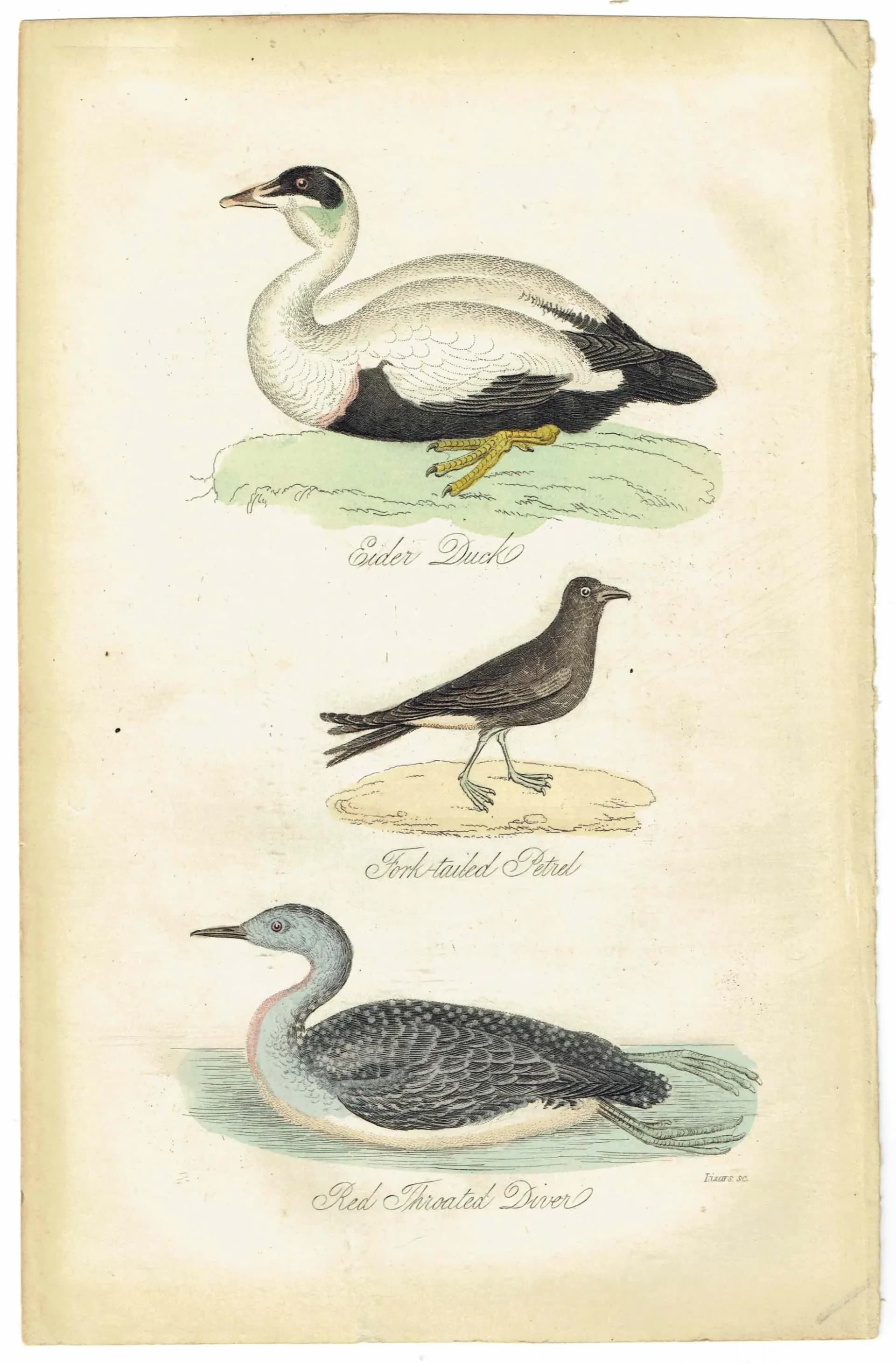 c.1840 Eider Duck, Fork-tailed Petrel & Red-throated Diver Print – Hand-Coloured Ornithology Engraving – Natural History Birds – 7 x 4.5 in