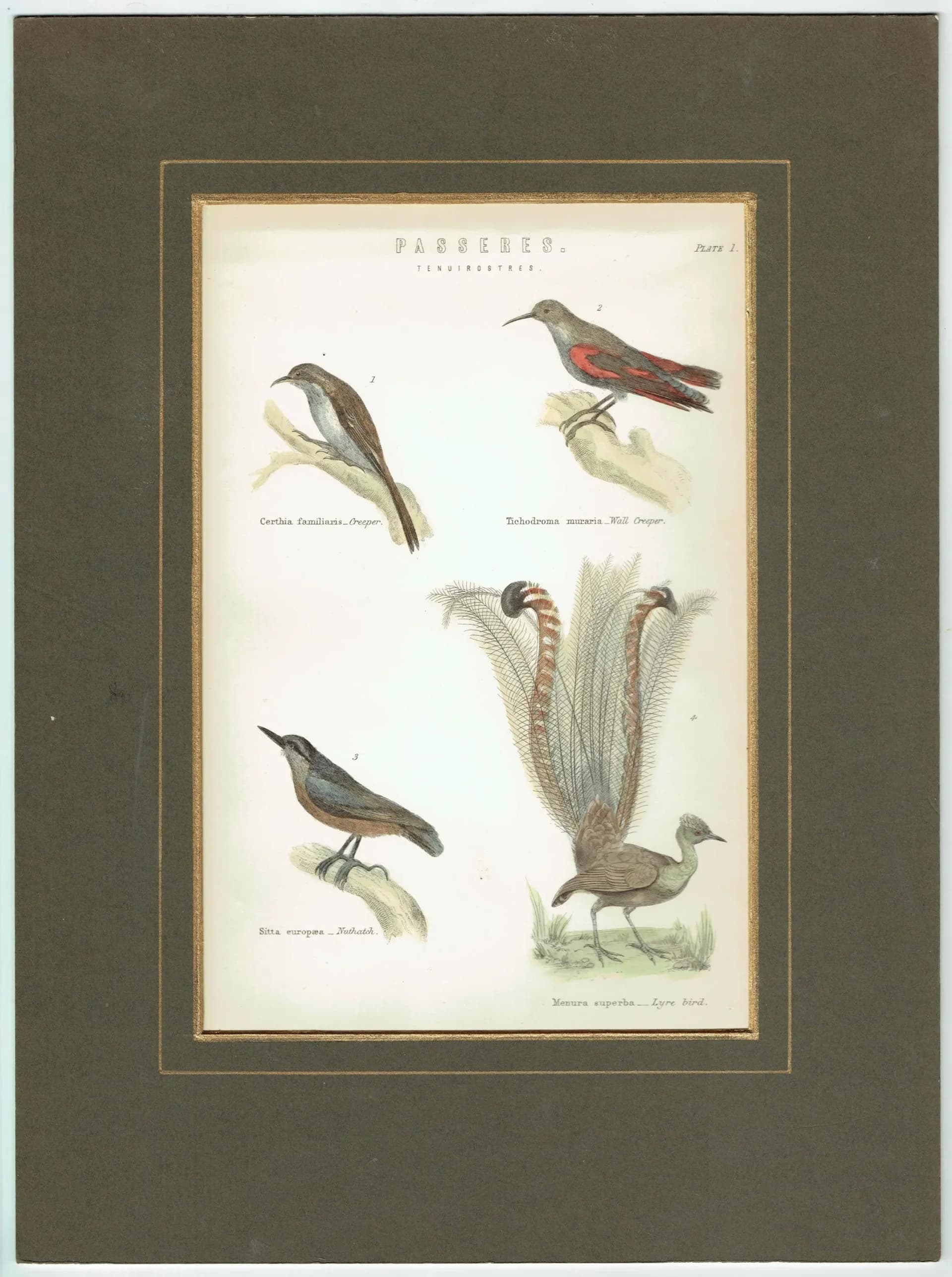 c.1860 PASSERES Tenuirostres Ornithology Print - Creeper Nuthatch Wall Creeper Lyre Bird - Hand Coloured Engraving - 9.75 x 6.5 in