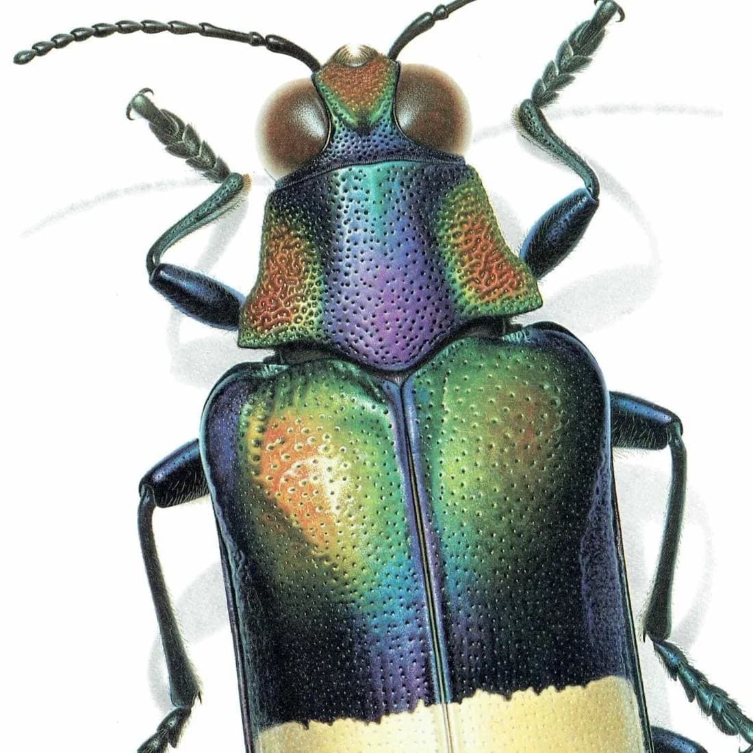 1986 Jewel Beetle Chrysochroa Ocellata Print - Durin Bernard Les Insectes Scientific Illustration - Fabricius Entomology - 11 x 13 in