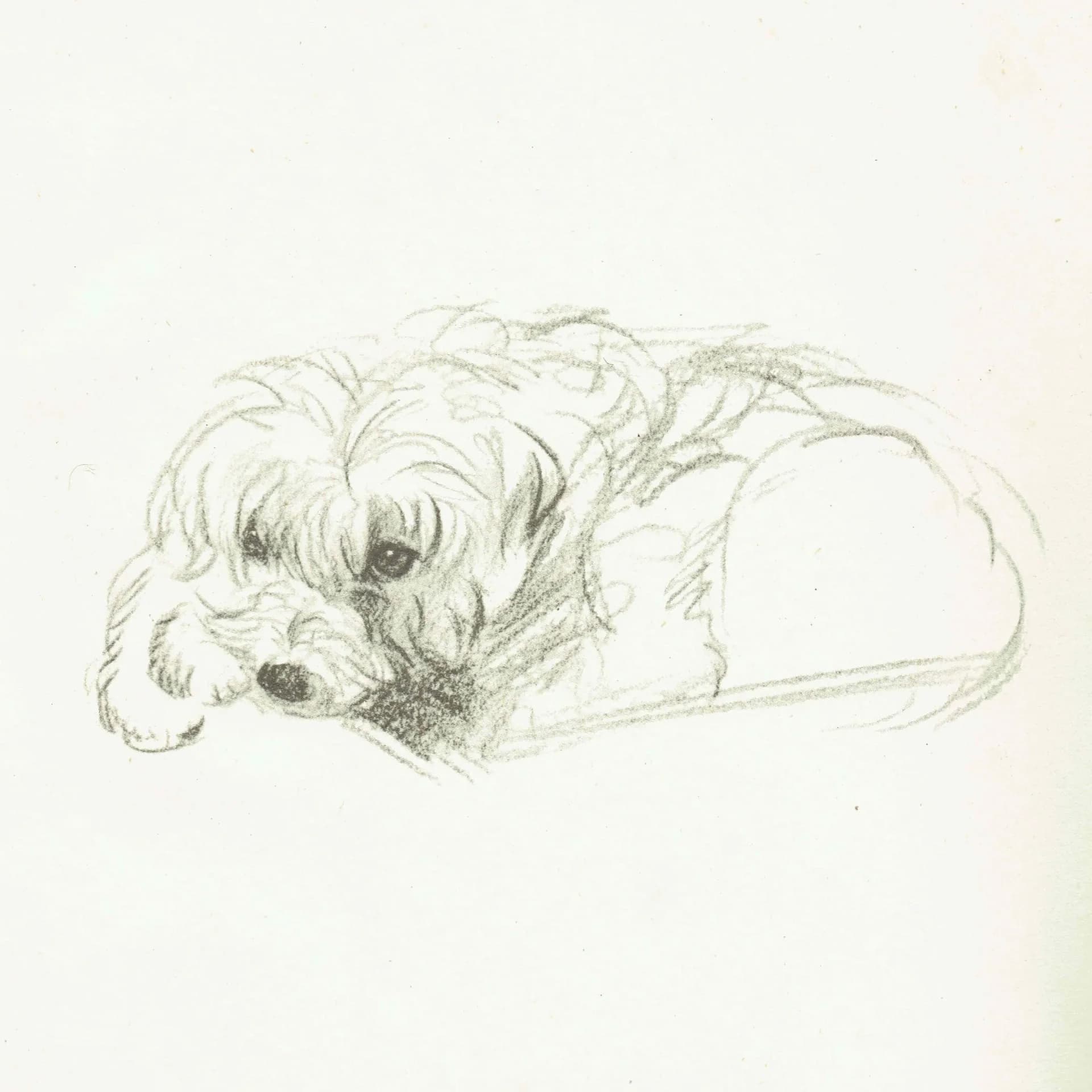 1946 Terrier Dog Portrait - Original Vintage Print By Dawson - Neighbours Pet Illustration Animal Art - 7 x 9.5 in