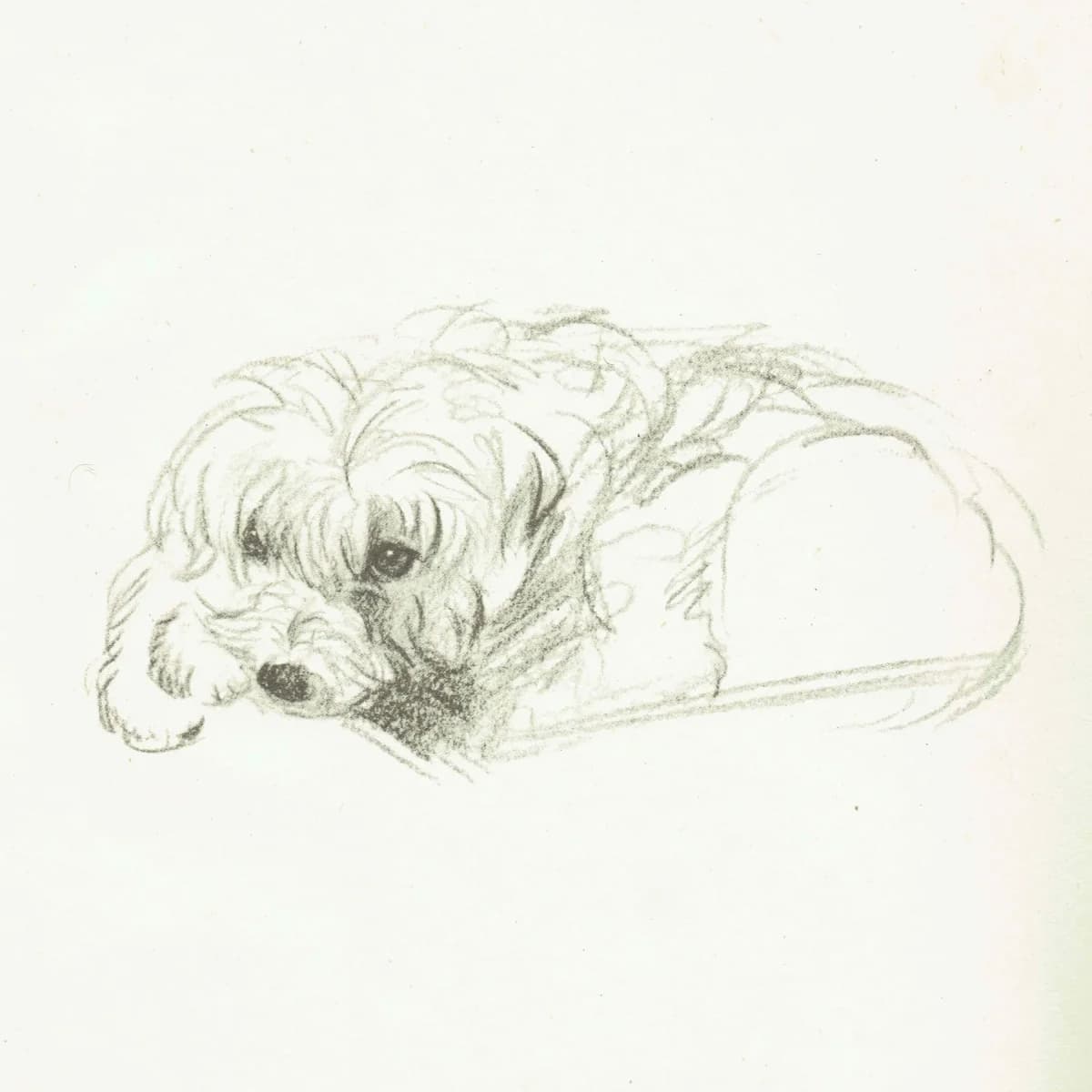 1946 Terrier Dog Portrait - Original Vintage Print By Dawson - Neighbours Pet Illustration Animal Art - 7 x 9.5 in