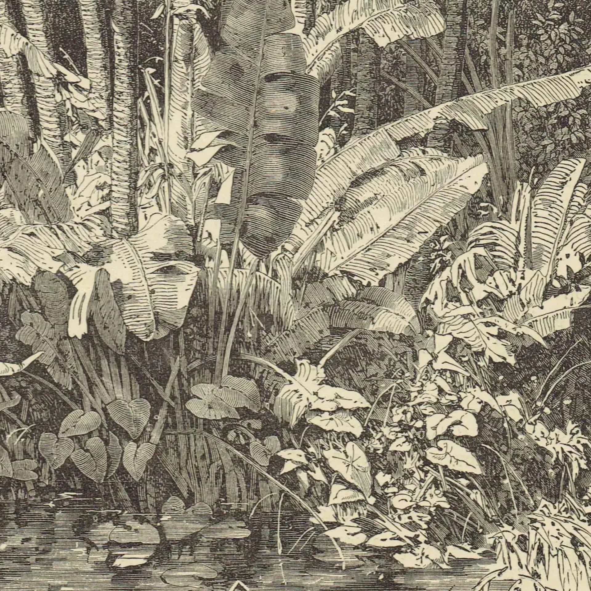 1869 Ravenal Trees Madagascar - Original Antique Print - Illustrated Travels Bates Royal Geographical Society Botany - 8.75 x 11.75 in