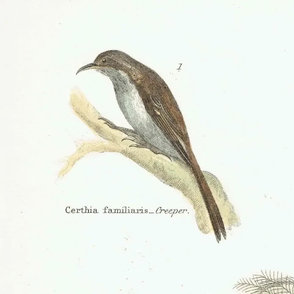 c.1860 PASSERES Tenuirostres Ornithology Print - Creeper Nuthatch Wall Creeper Lyre Bird - Hand Coloured Engraving - 9.75 x 6.5 in