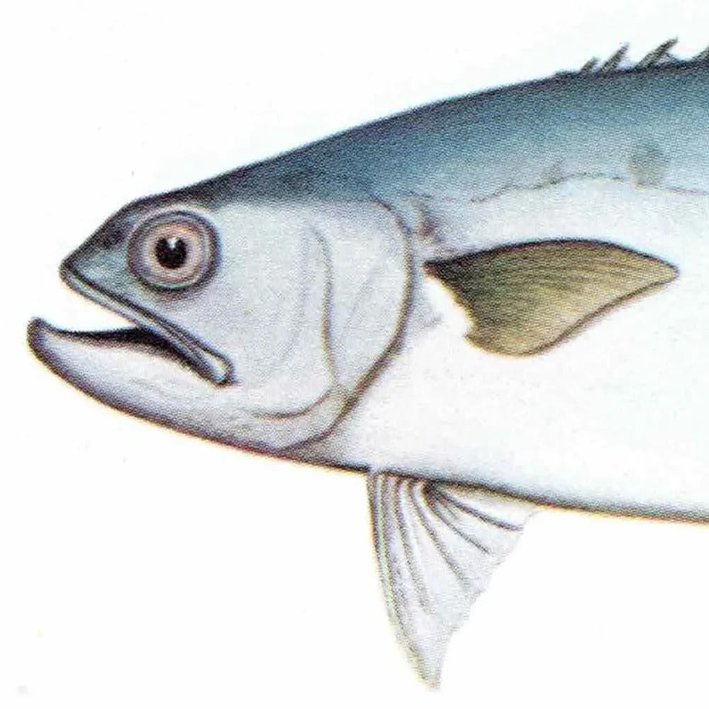 1964 Golden Trevally & Black Pomfret - Original Vintage Print By Coates - Great Barrier Reef Fish Marine Science Art - 7 x 9 in
