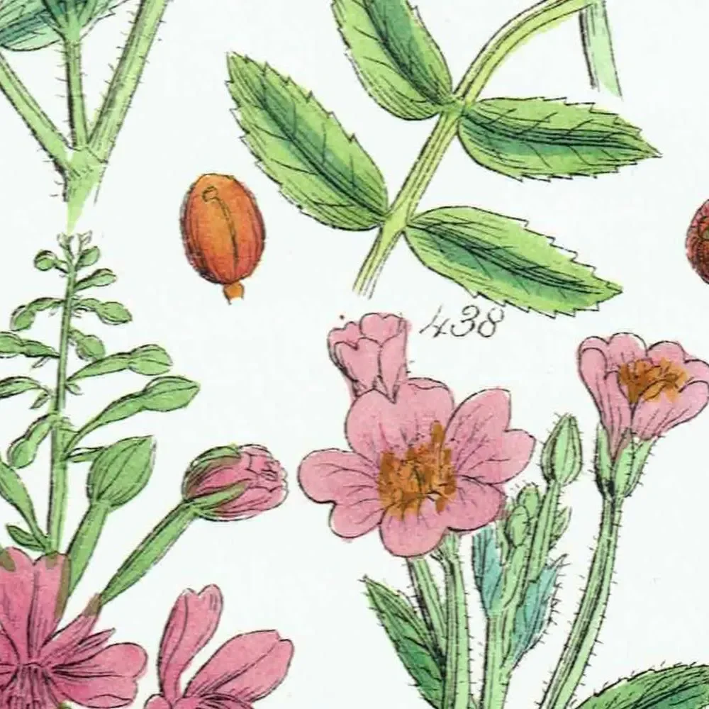 1910 Wild Apple Dog Rose Willowherb - Original Antique Print By Sowerby - British Flora Botanical Study Educational - 6.25 x 9.5 in