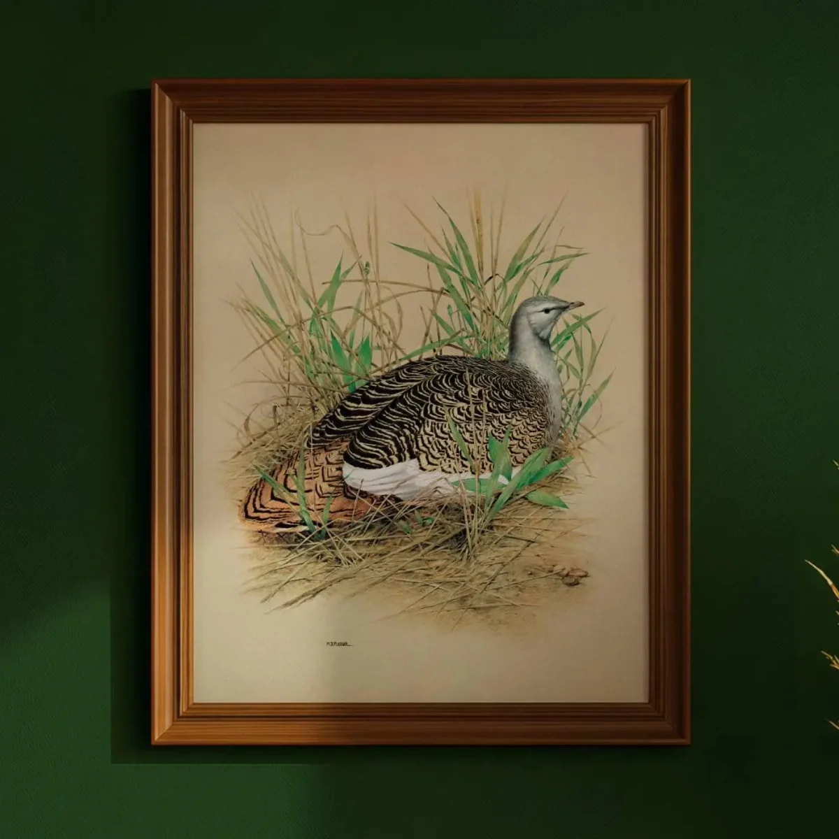 1981 Great Bustard Otis Tarda -Female on Nest - Maurice Pledger Game Birds - Original Vintage Print - 11.5 x 16.5 in