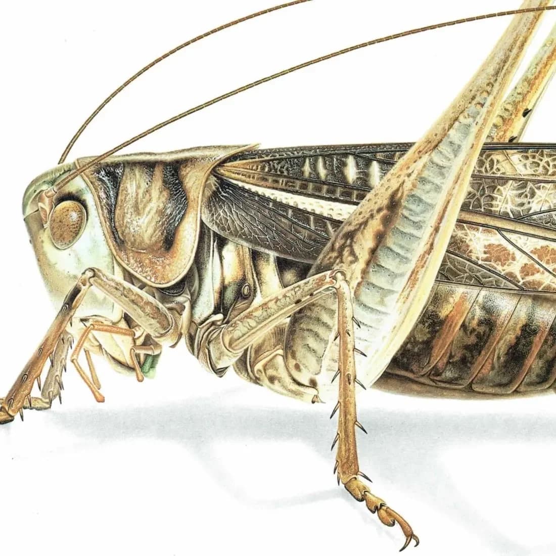 1986 Southern Wartbiter Decticus Albifrons Print - Durin Bernard Les Insectes Scientific Illustration - Fabricius Entomology - 11 x 13 in